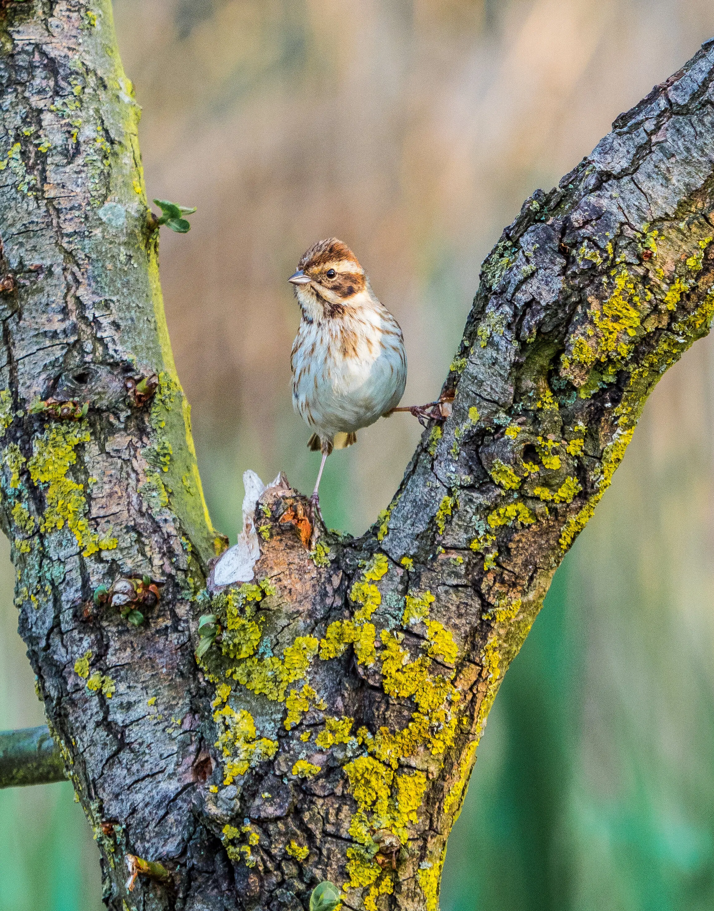 Female Reed Bunting