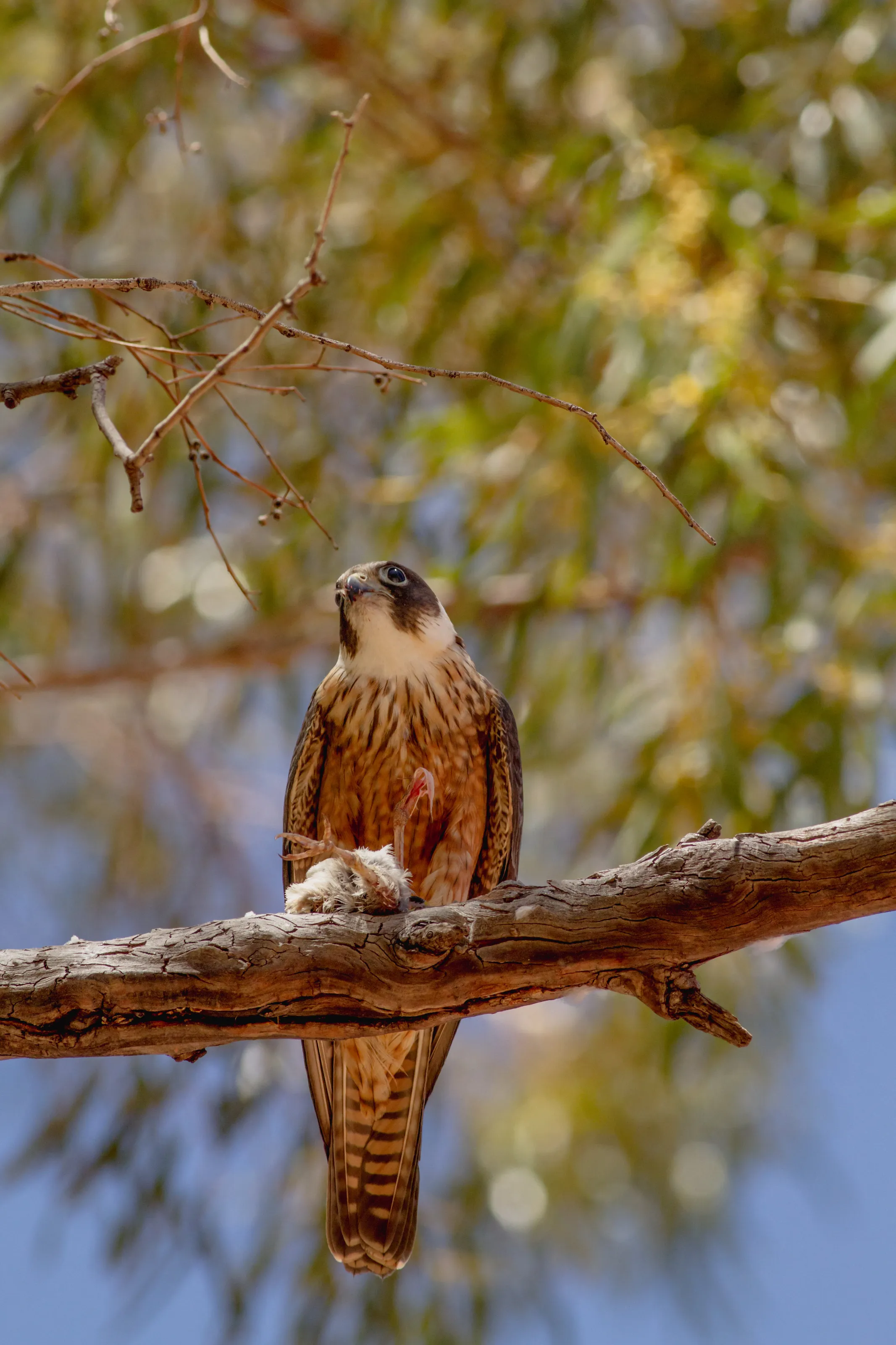 An Australian Hobby falcon with a fresh kill