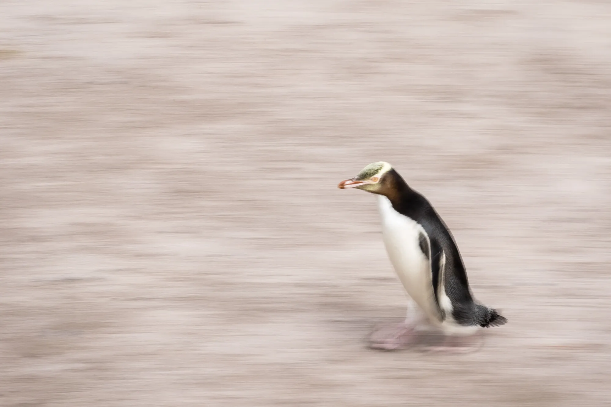Panning Penguin