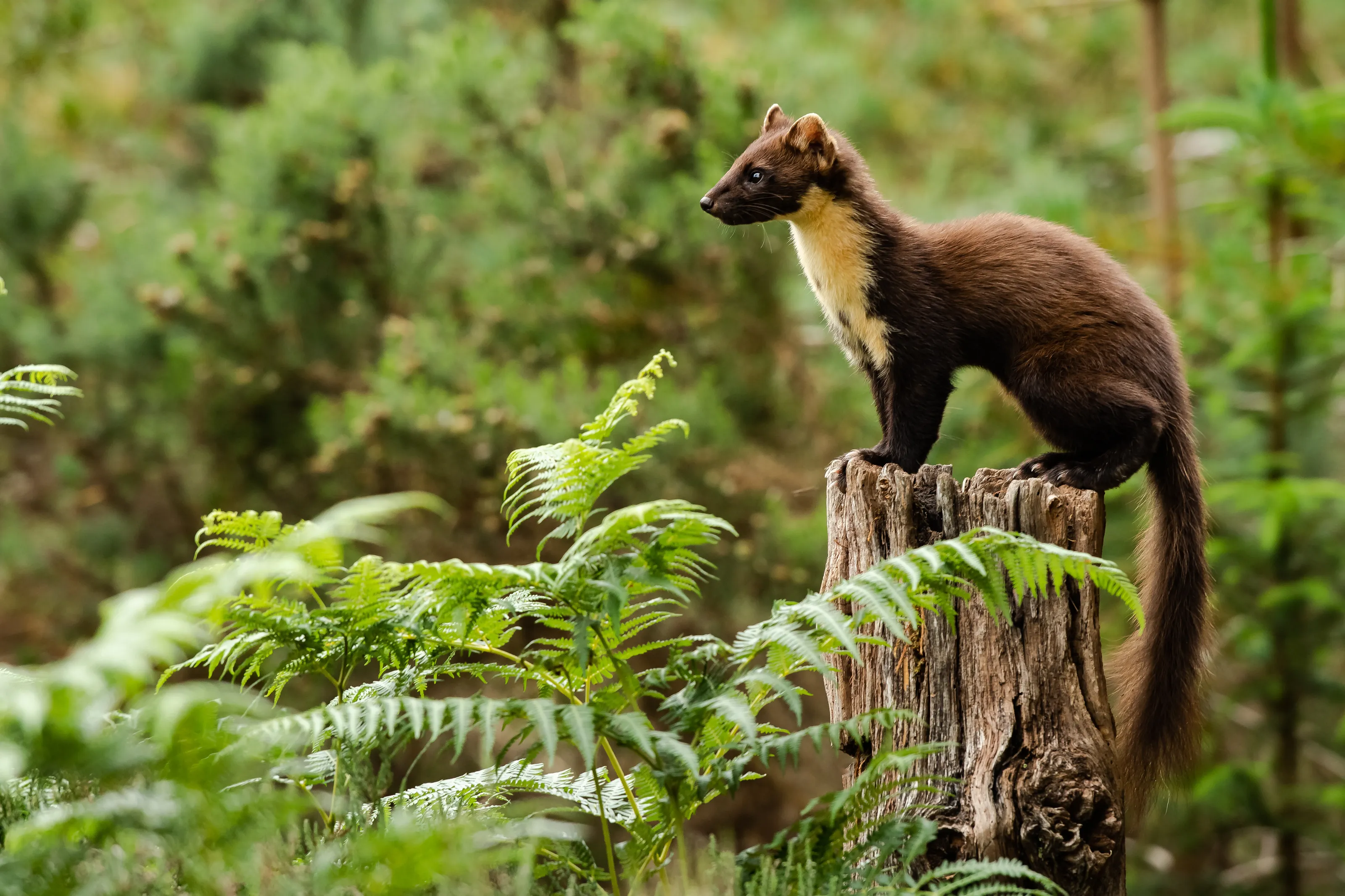 pine marten