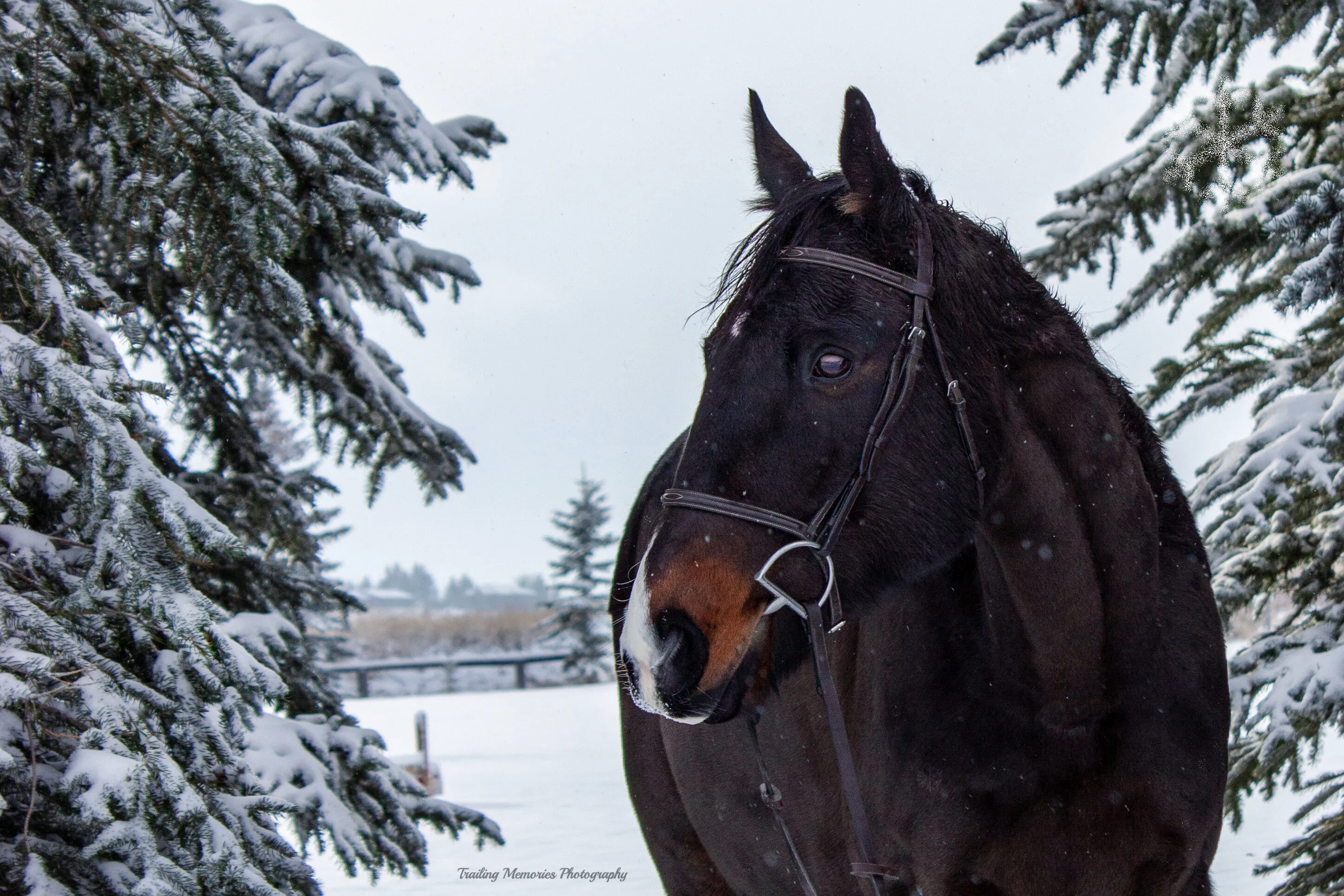 let it snow