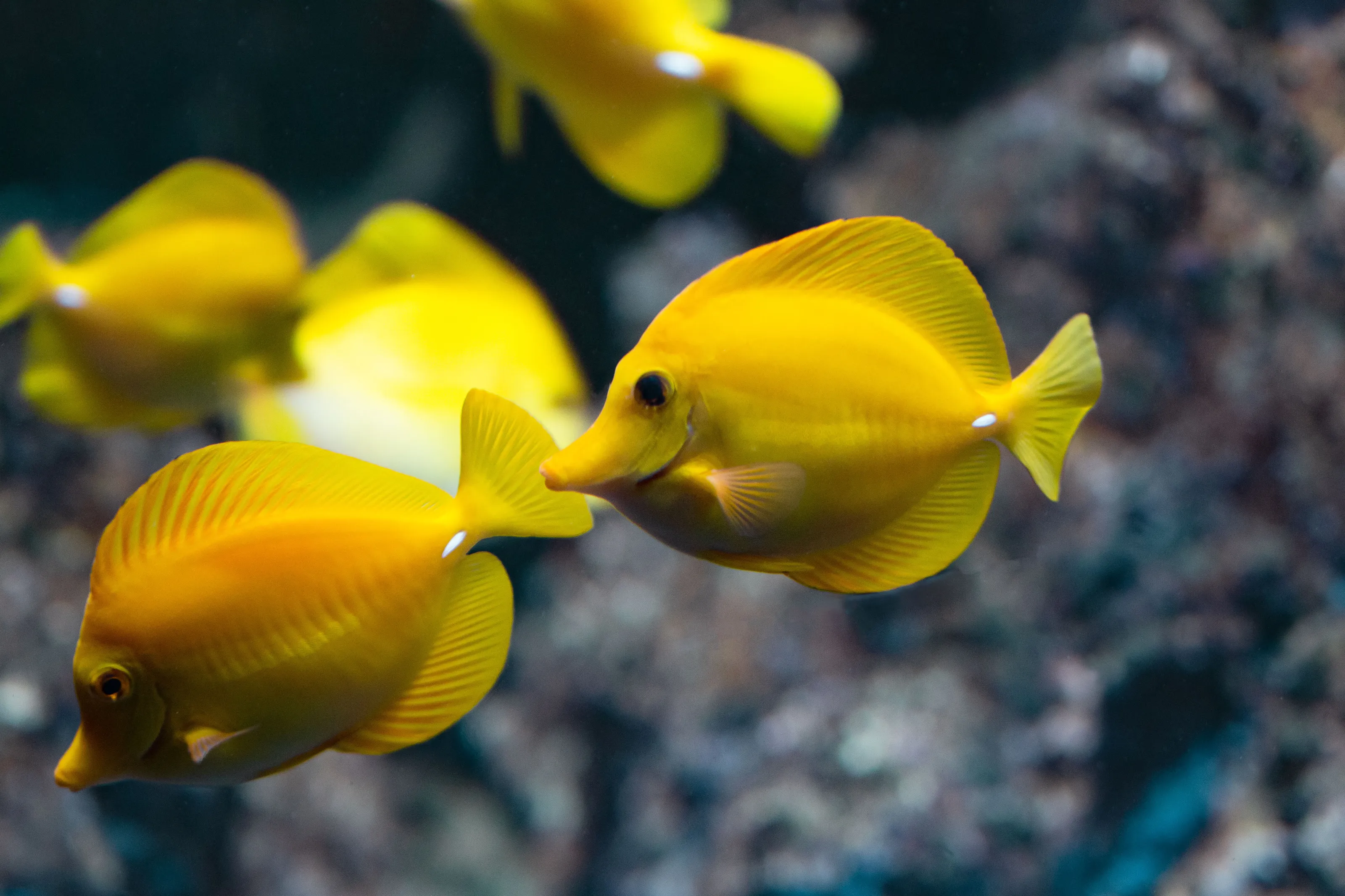 Underwater beauty