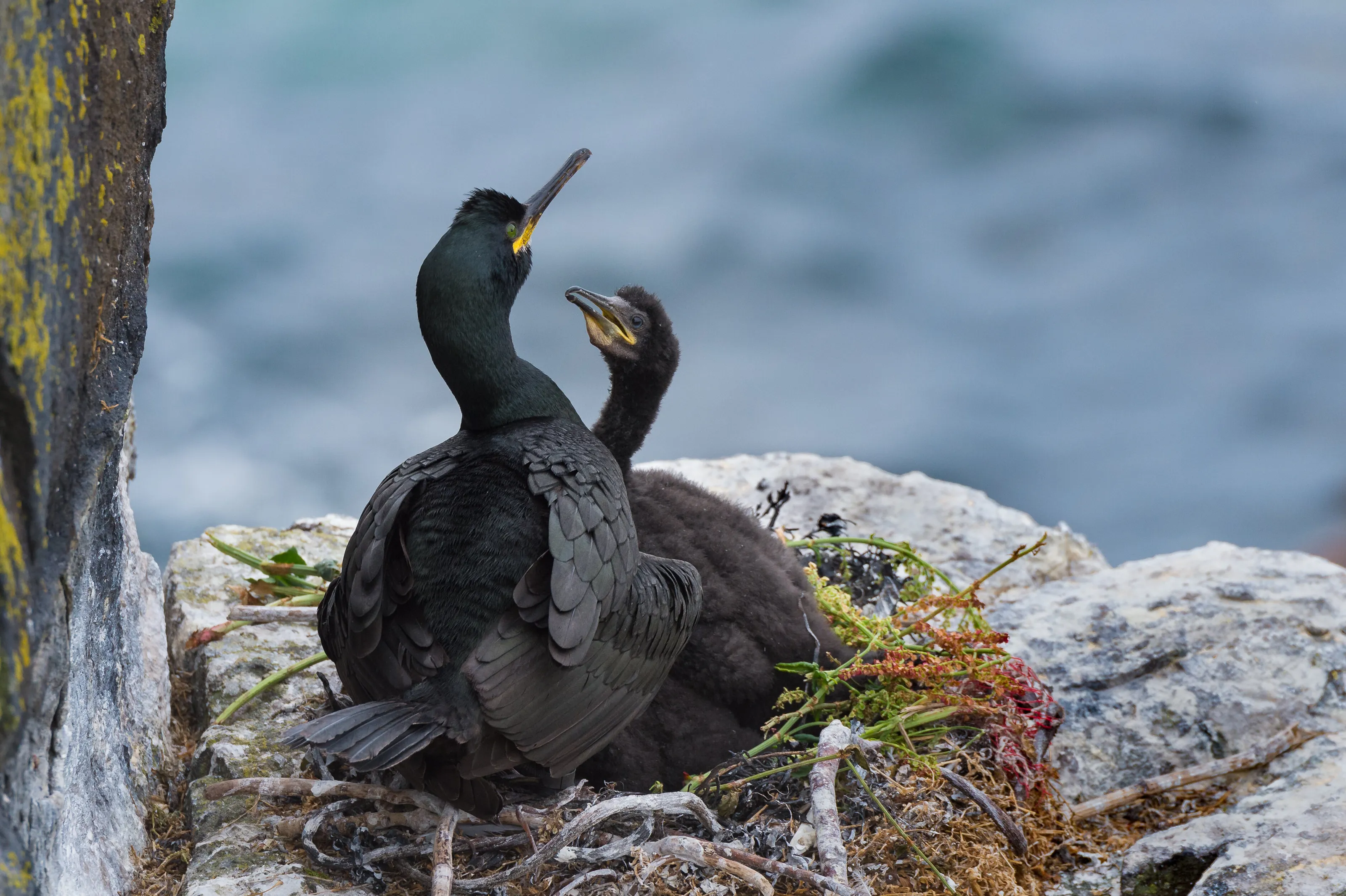 Shag and chick