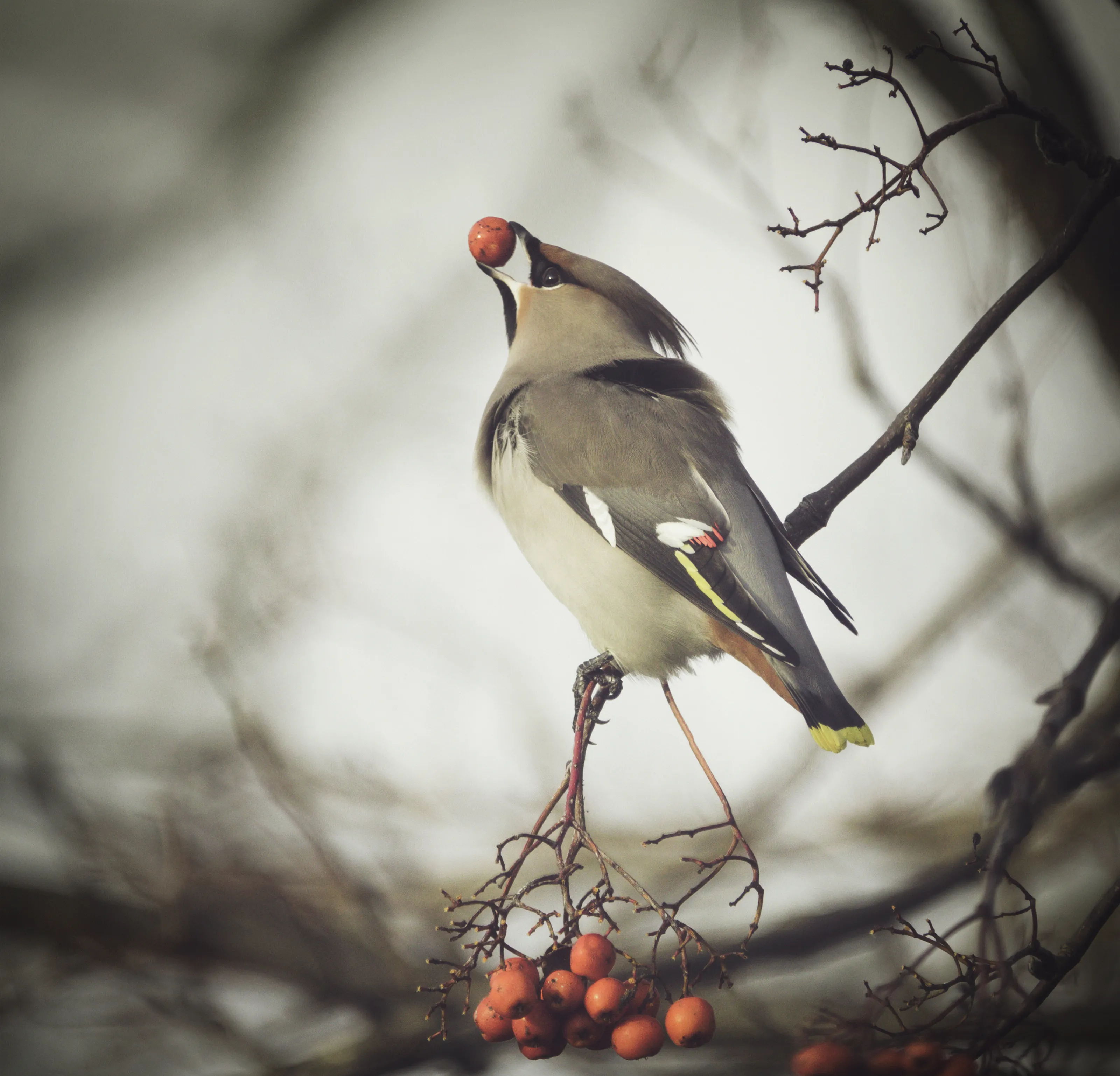 Bohemian Waxwing
