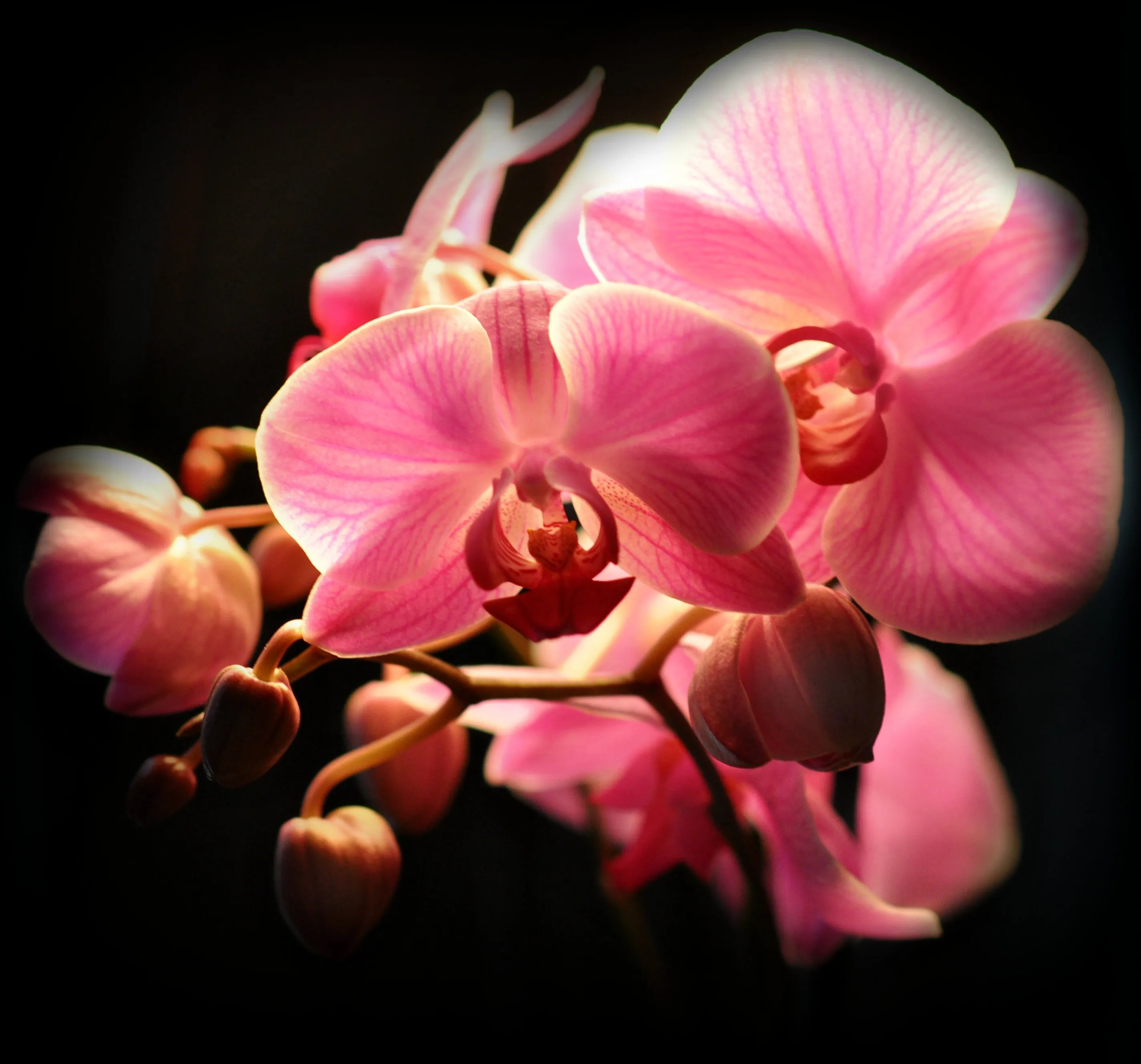 beautiful orchids