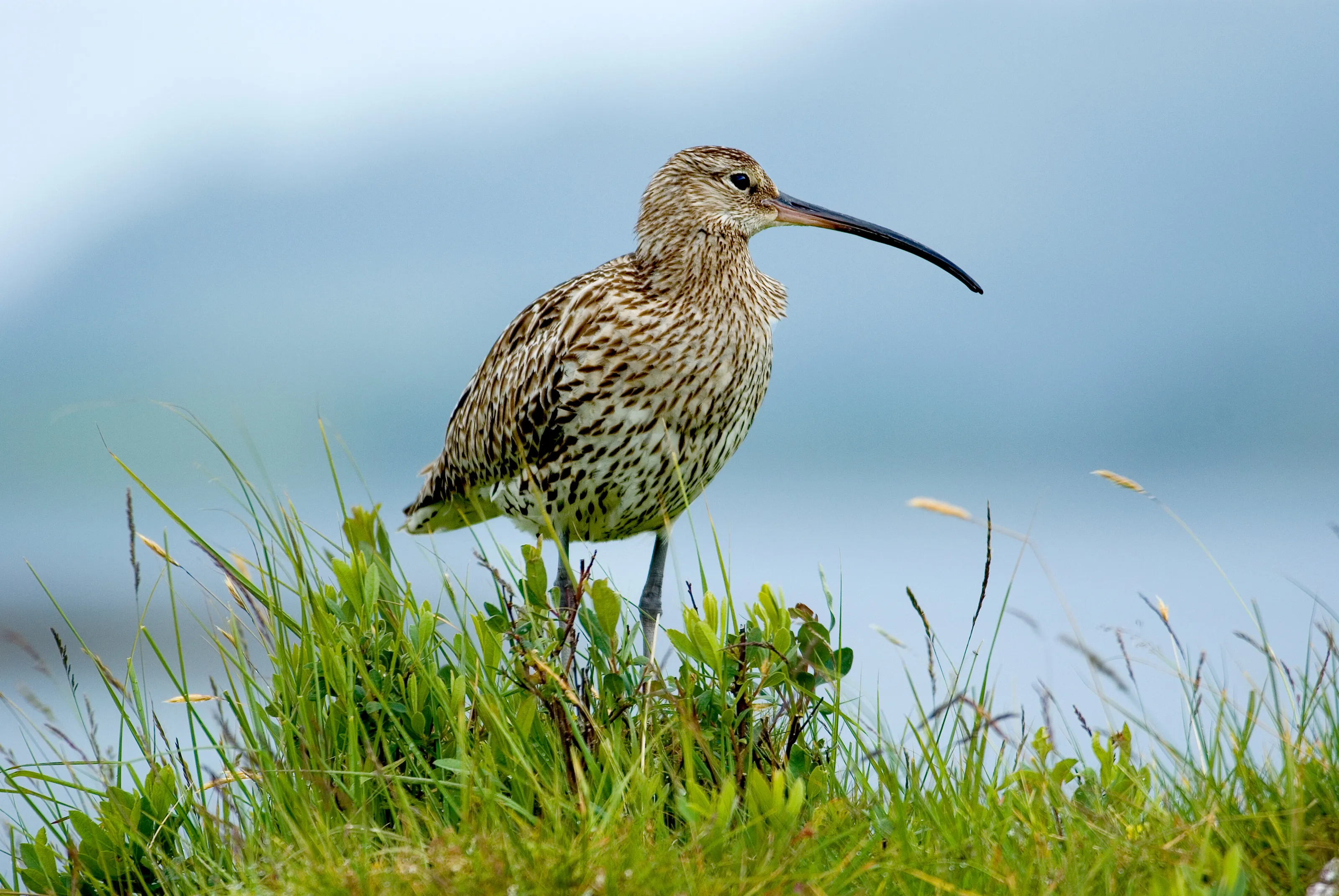 Curlew on Scottish breeding grounds