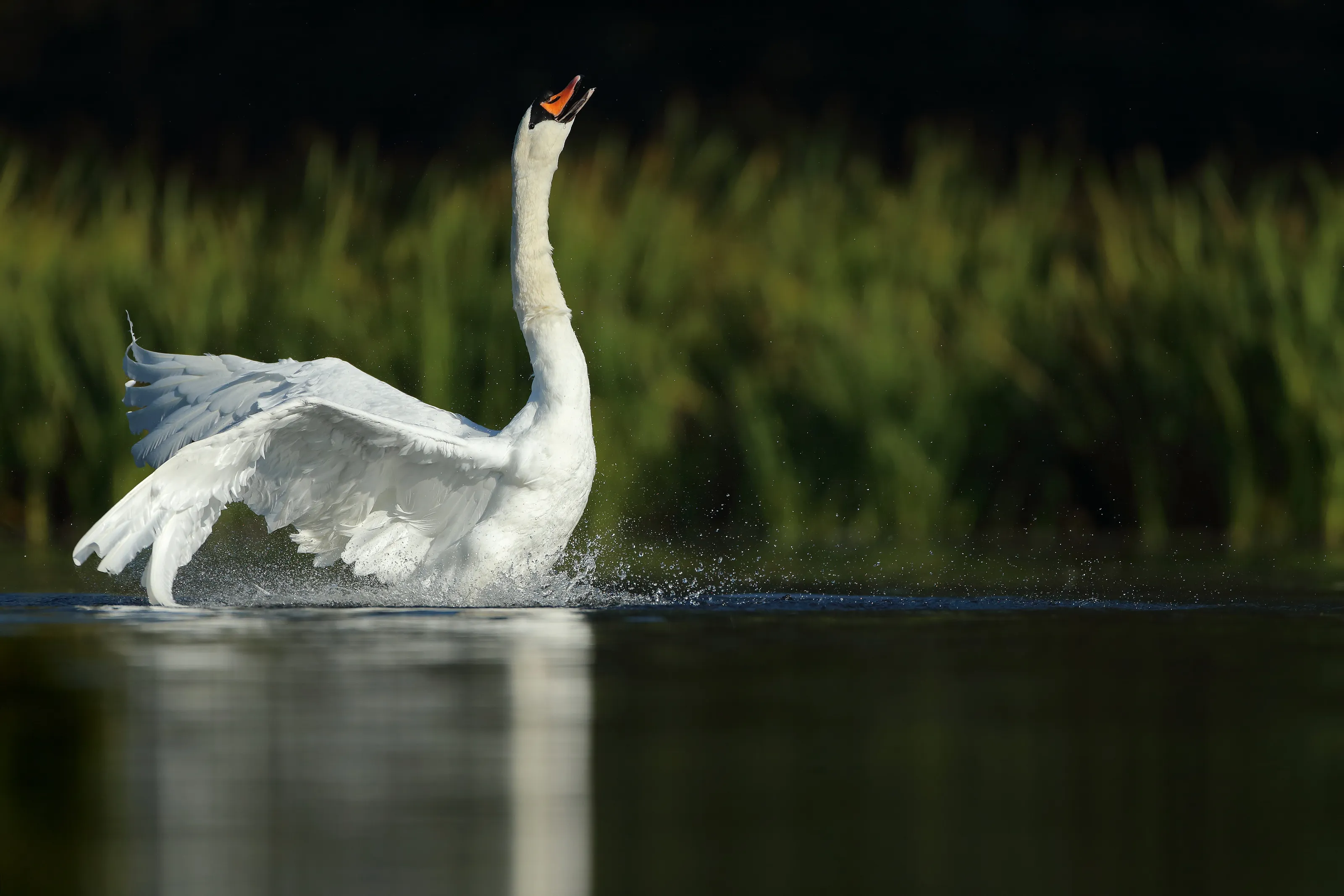 Swan Dance