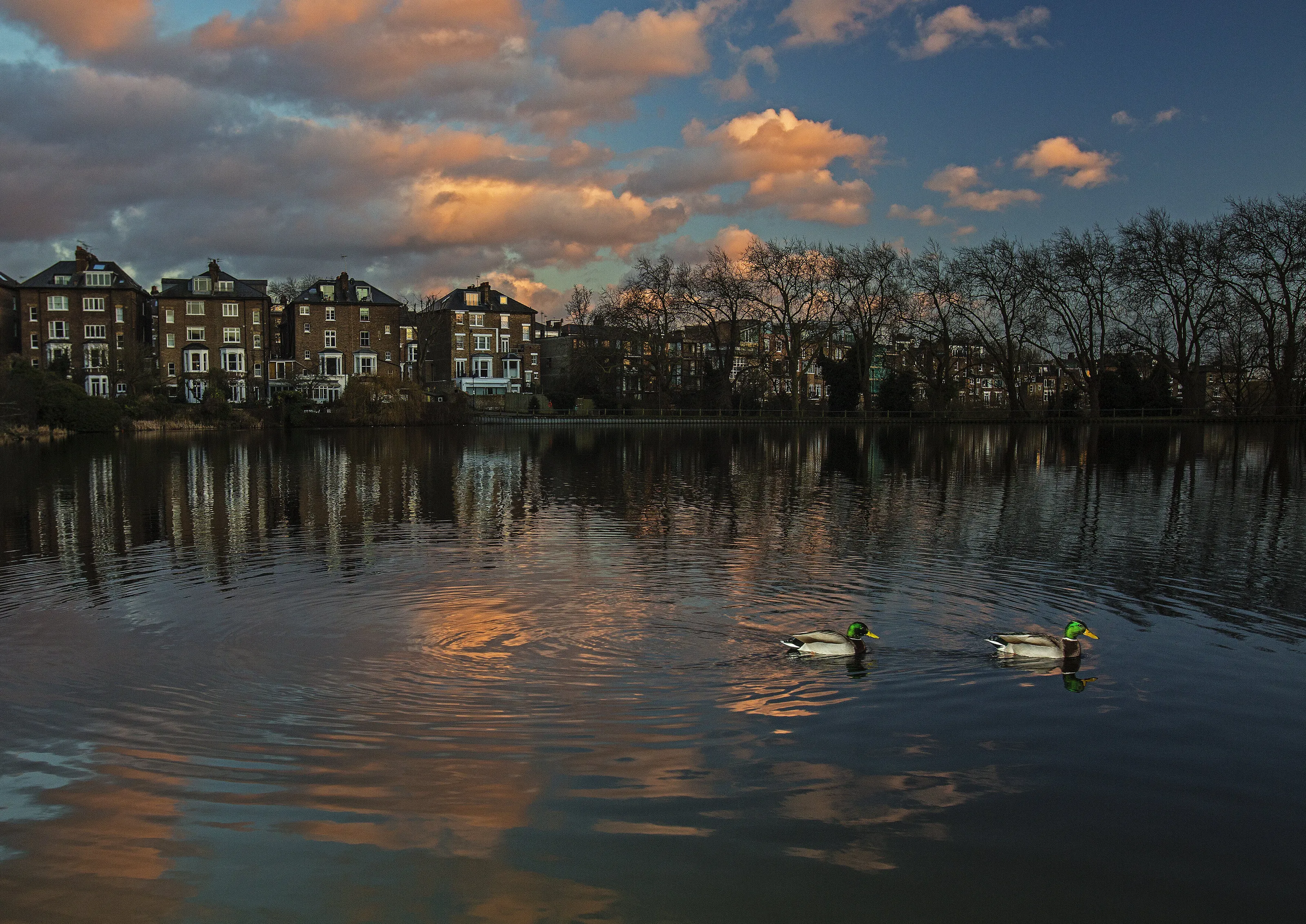 Mallards at Dusk