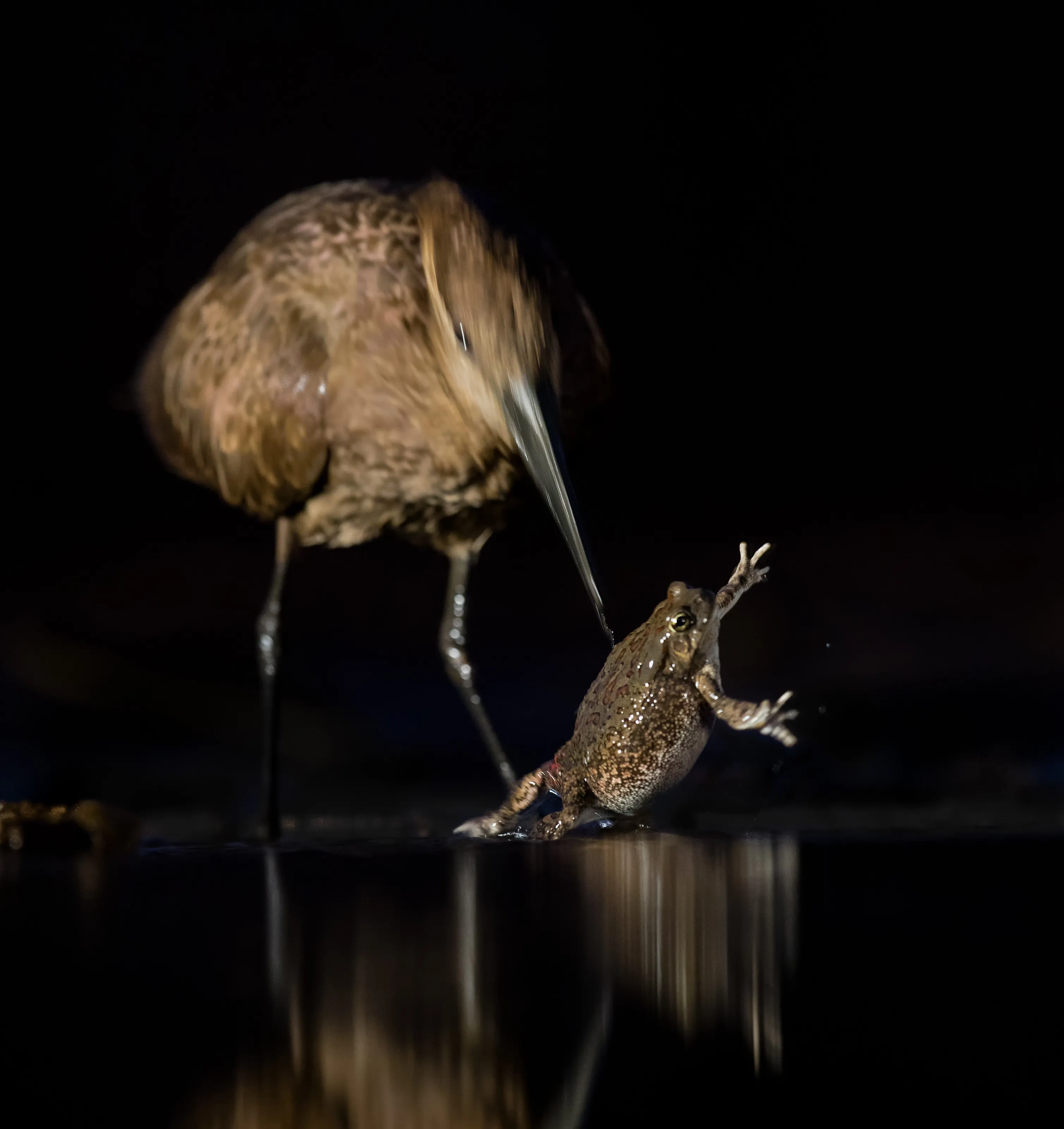 Hammerkop and frog