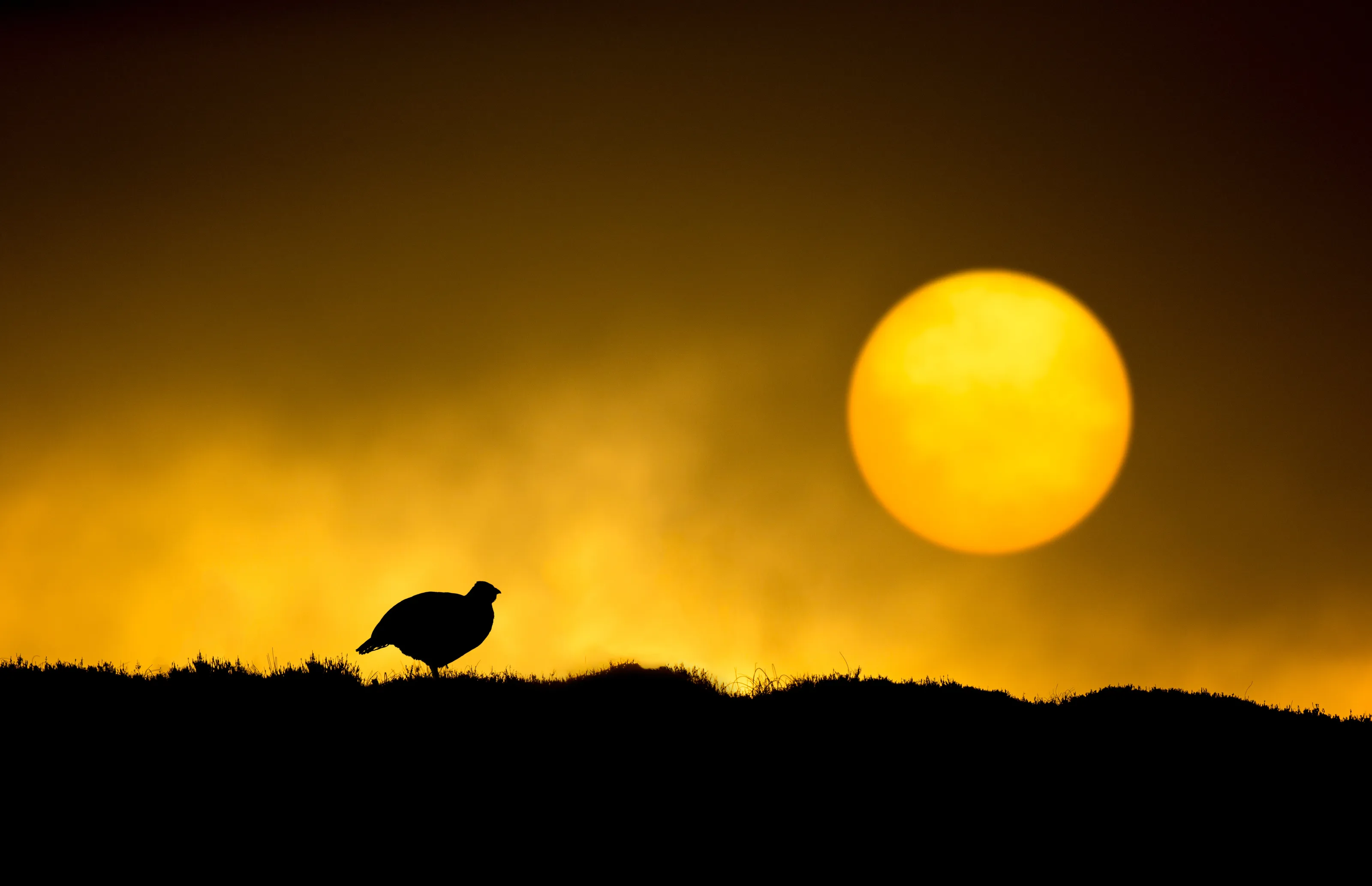 Red grouse in silhouette