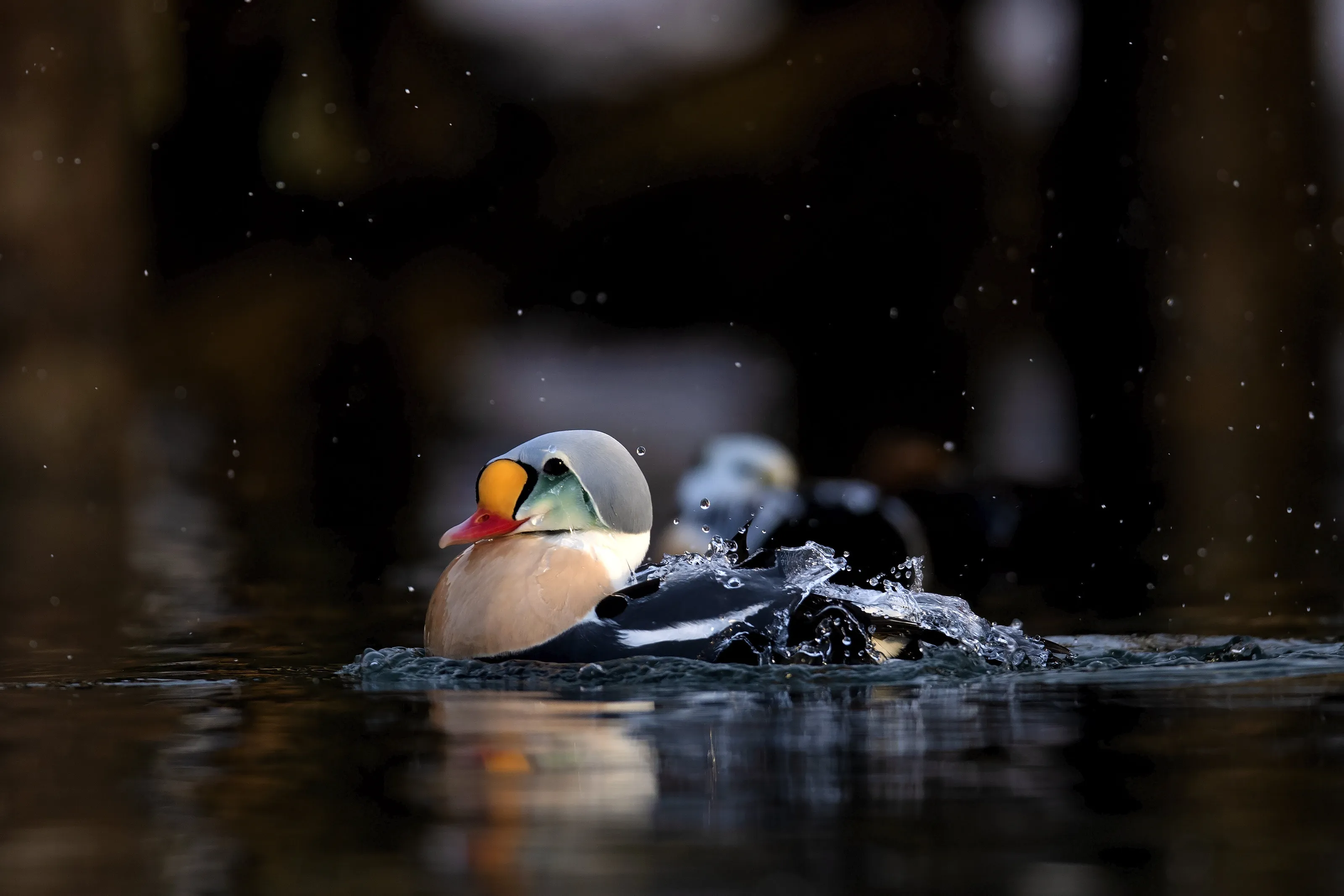 The Arctic King