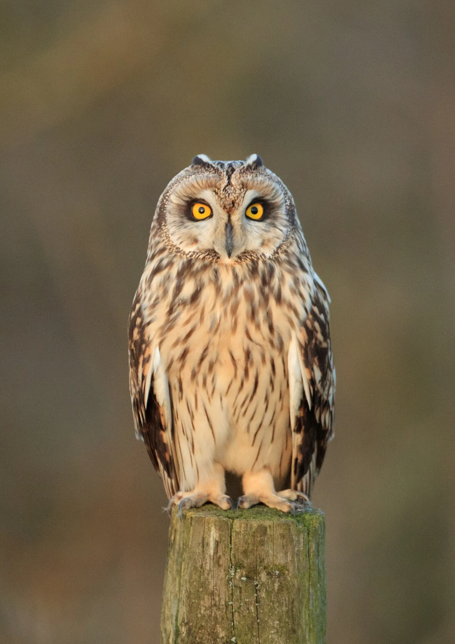 Short-eared owl on the Downs