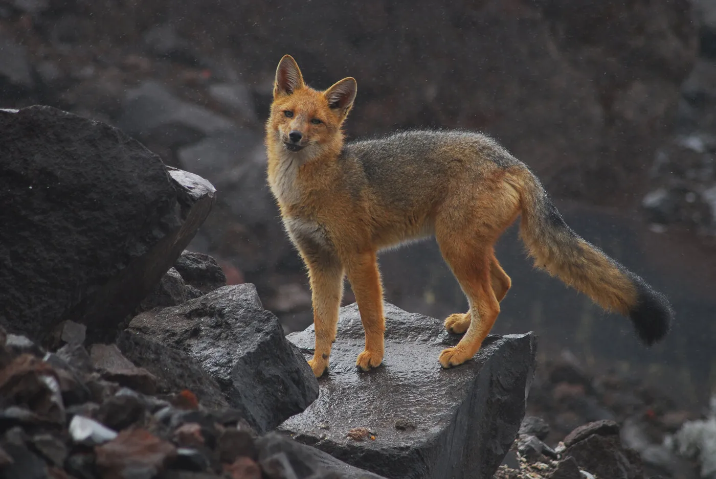 Andean Fox
