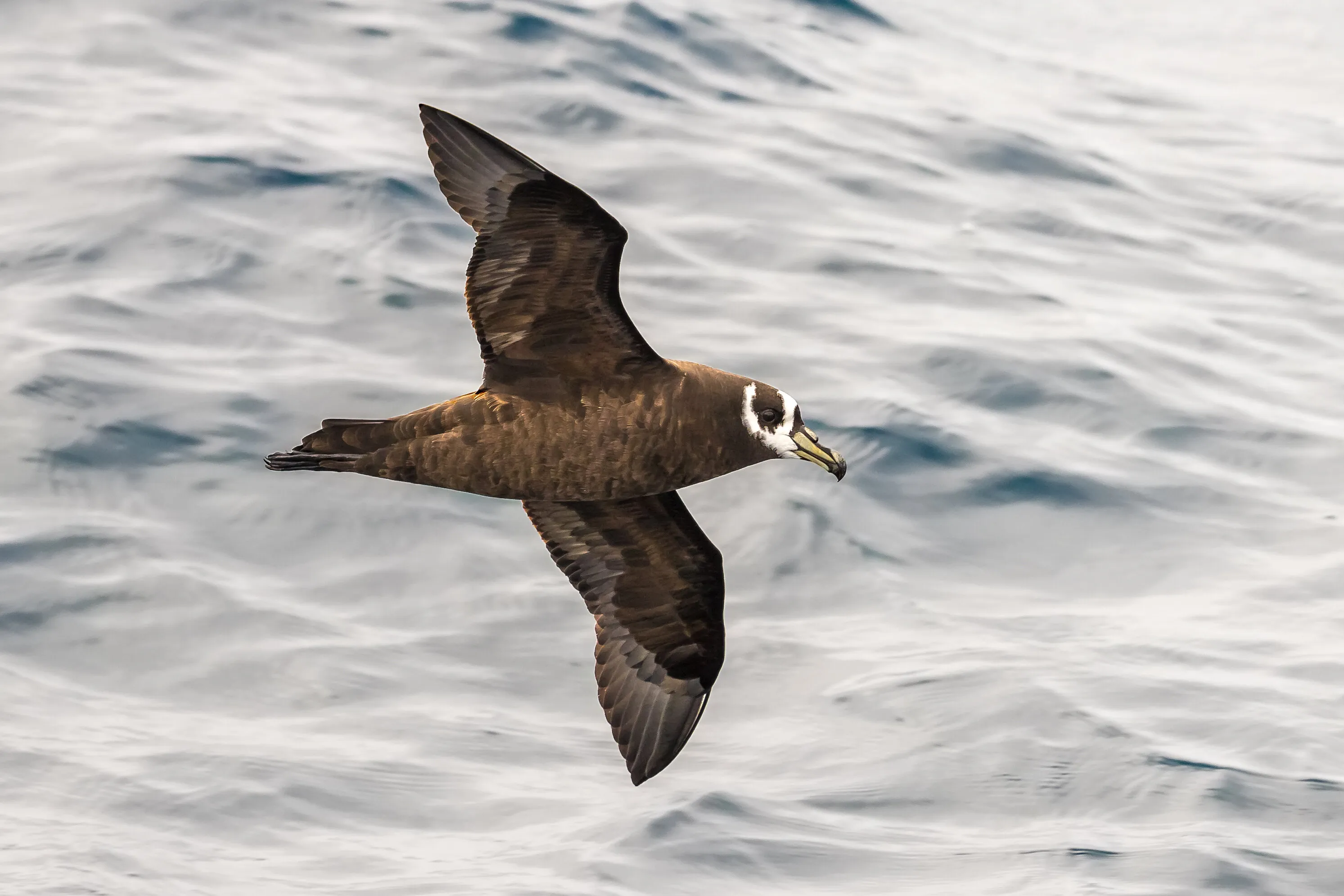Spectacled Petrel