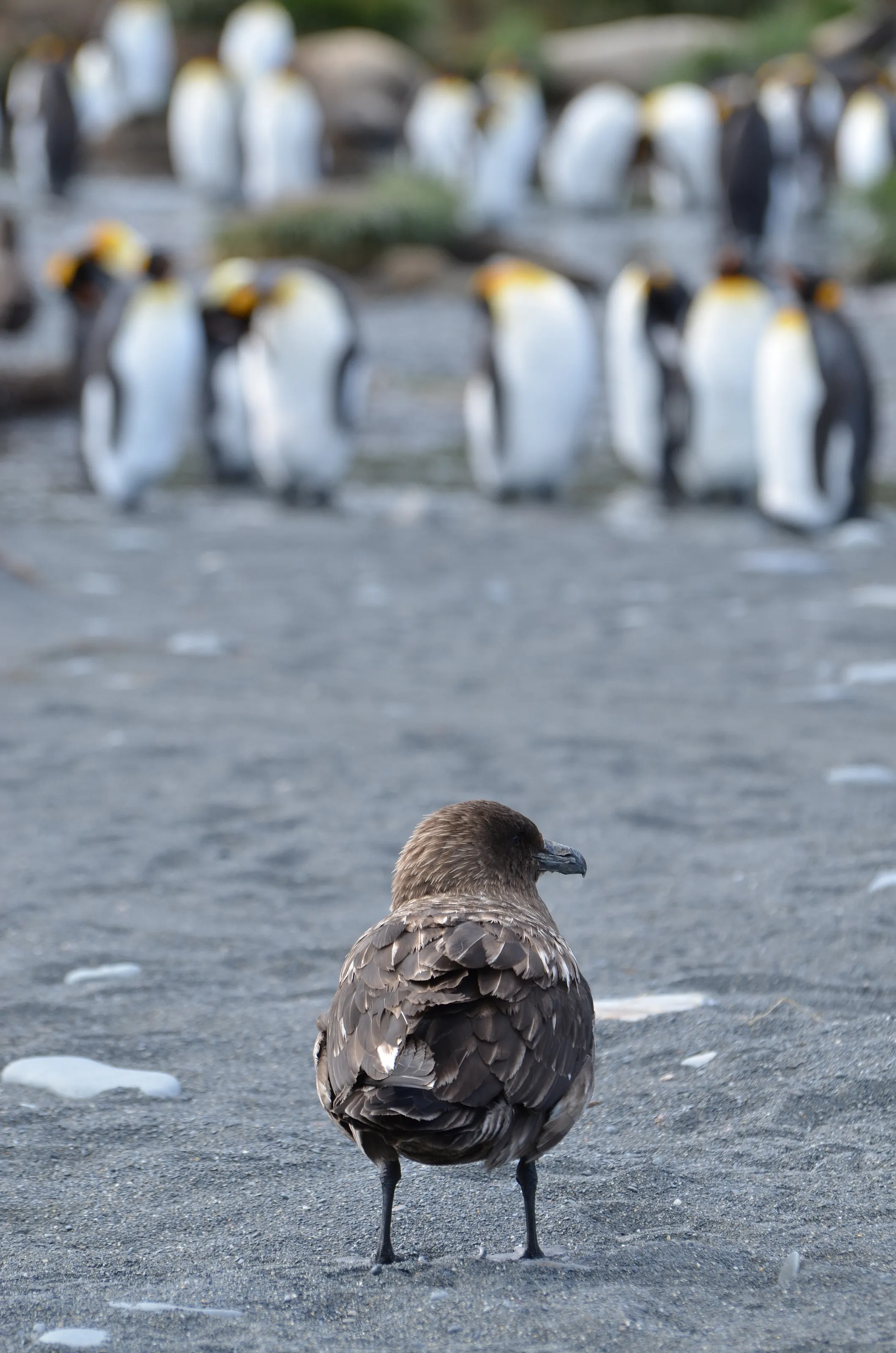Rule of the roost