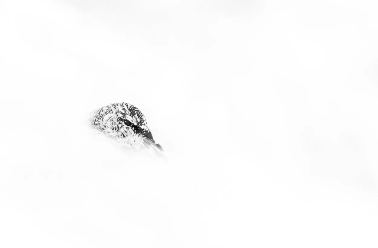 Entry 3220185