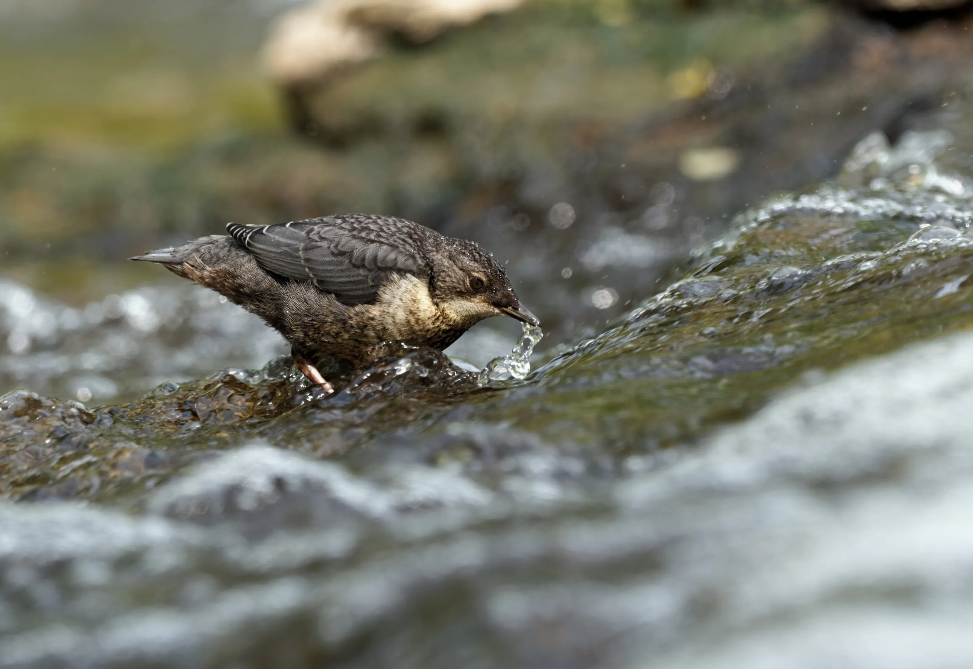 Young dipper searching for food
