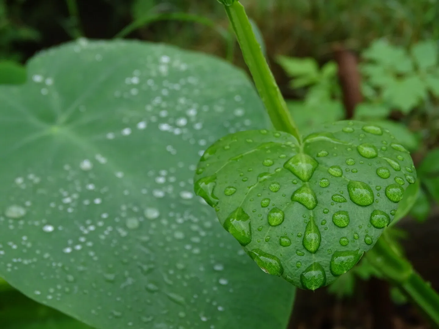 dewdrops