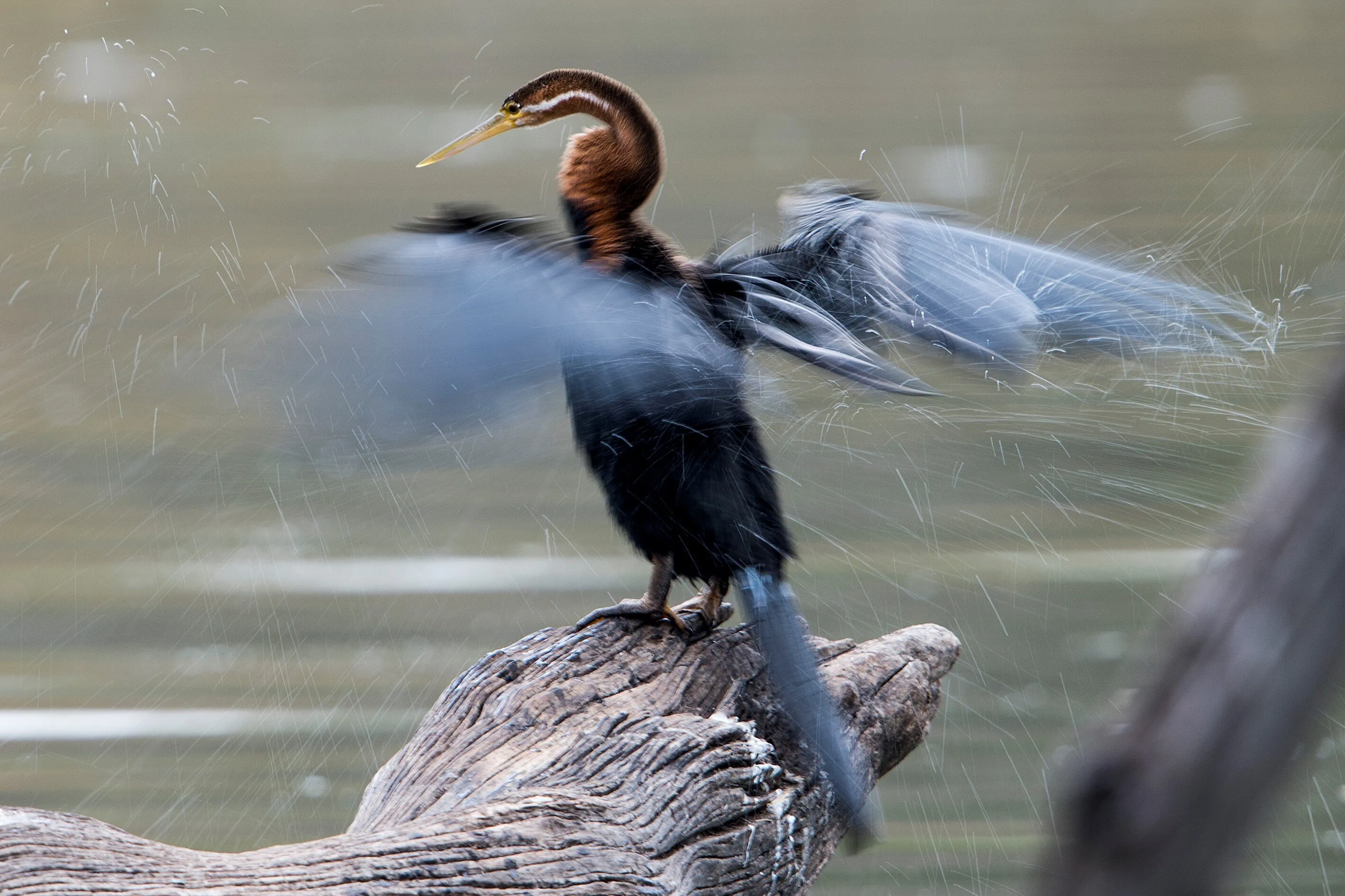 Bird in Slow shutter speed