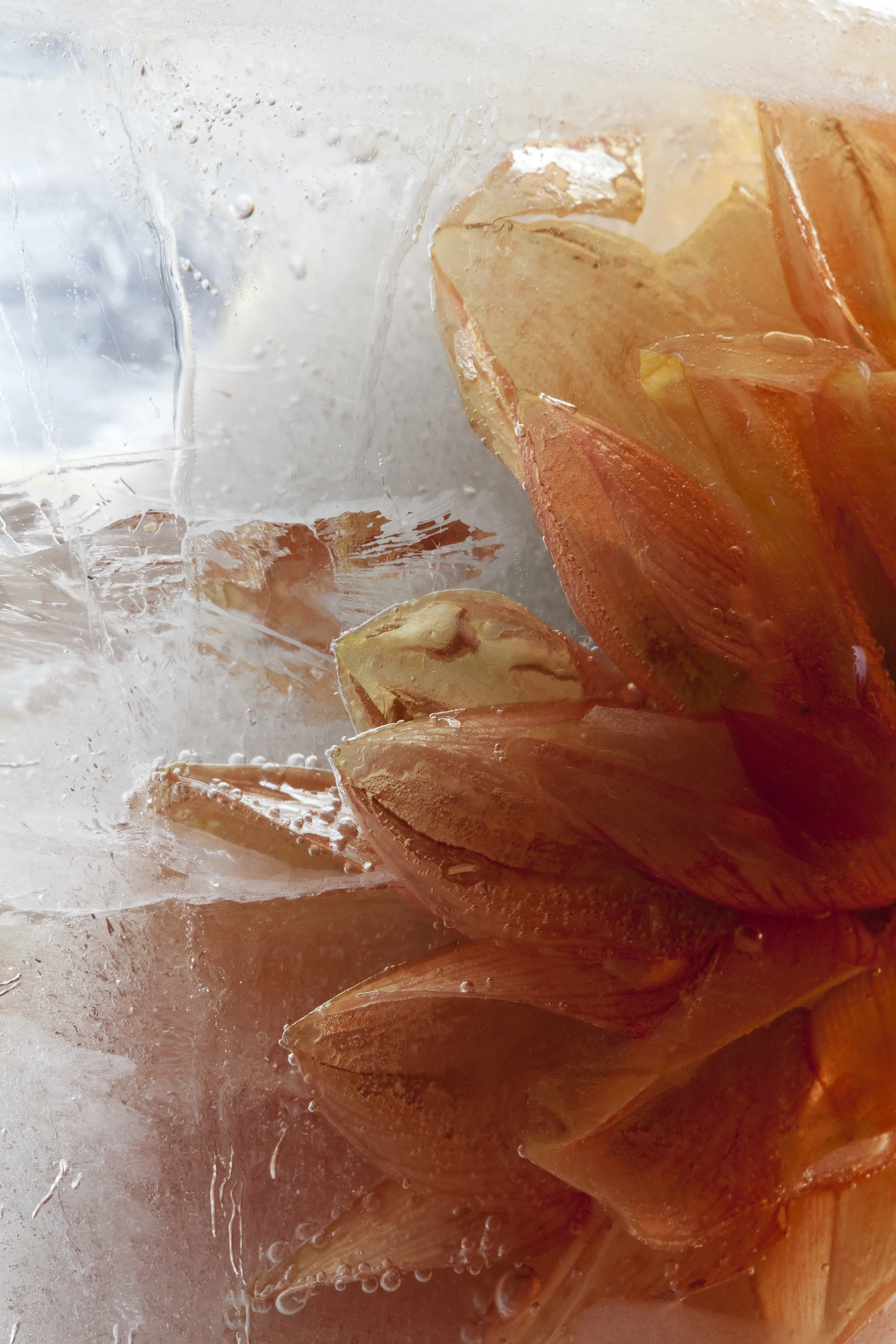 Summer Flower Frozen