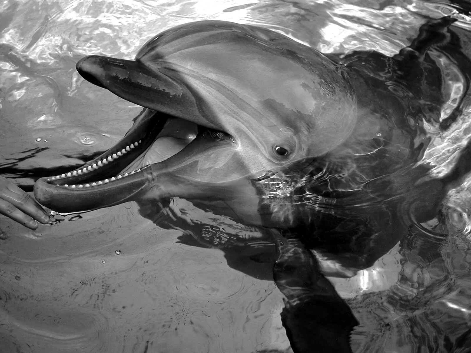 Dolphin