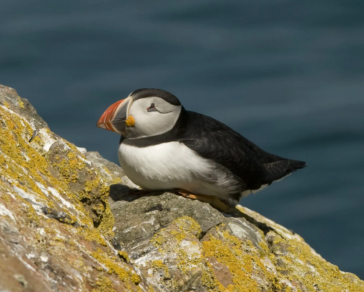 Puffin
