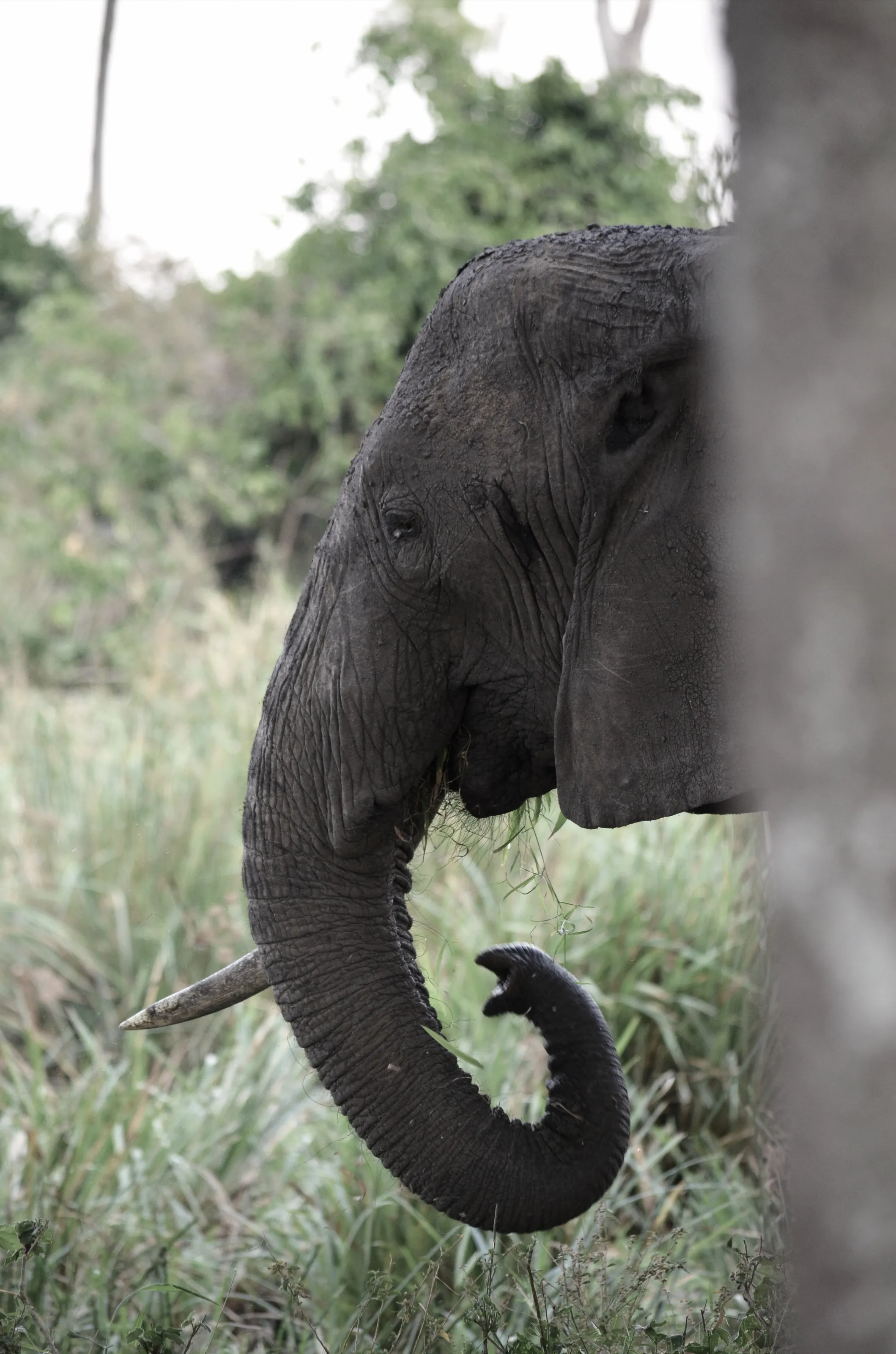 One Tusk