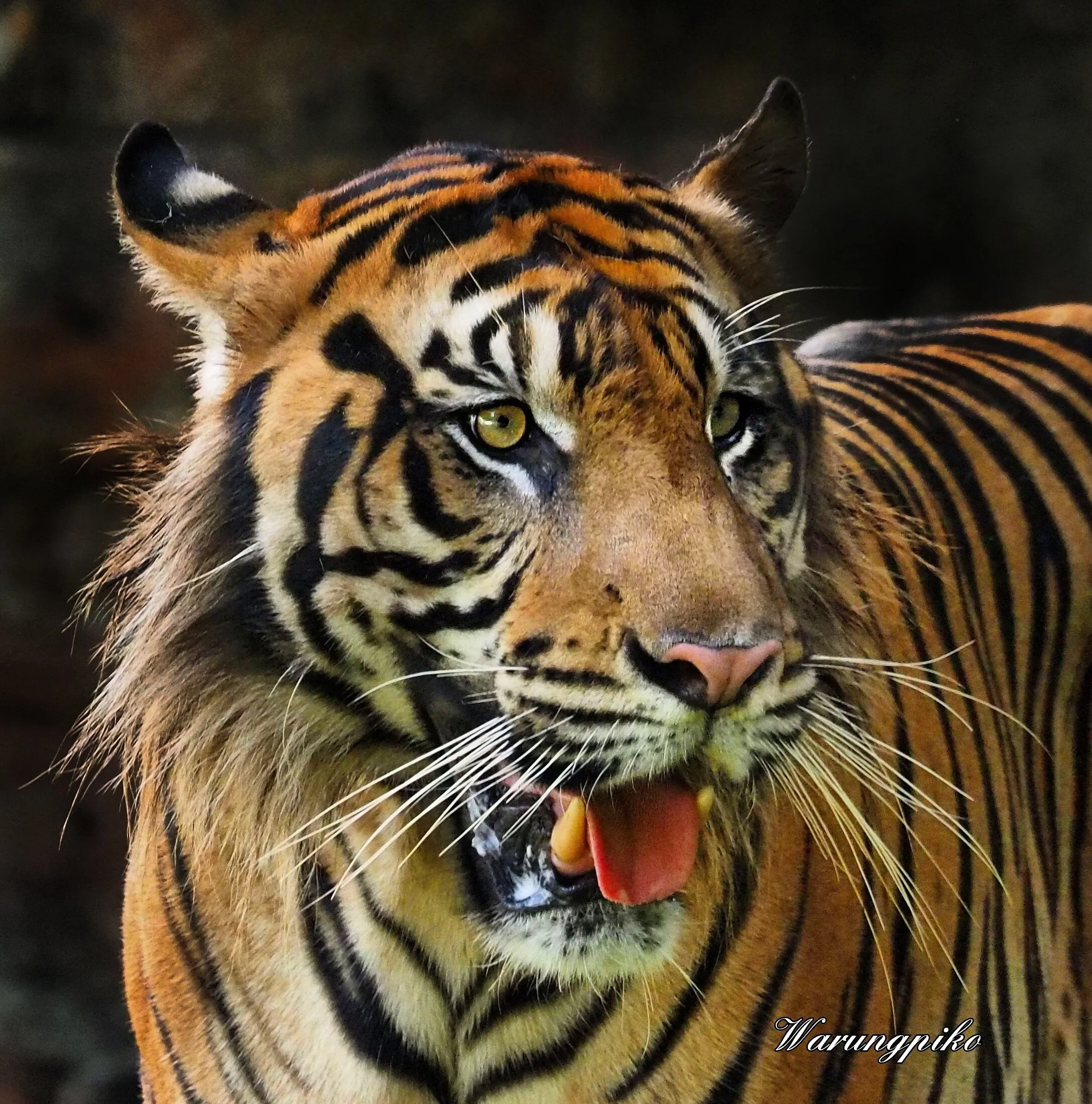 sumatra Tiger