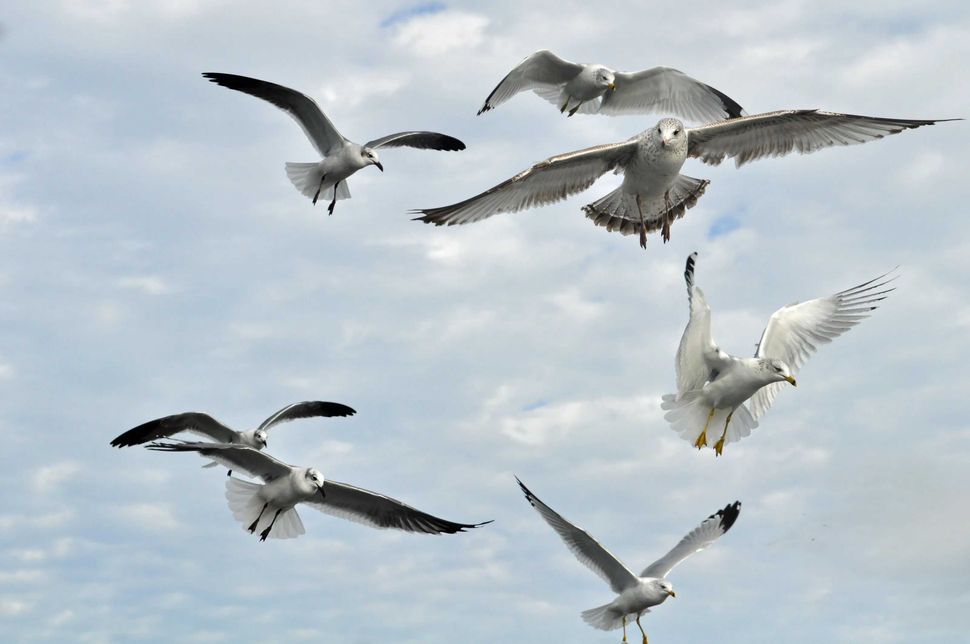 Birds Feeding