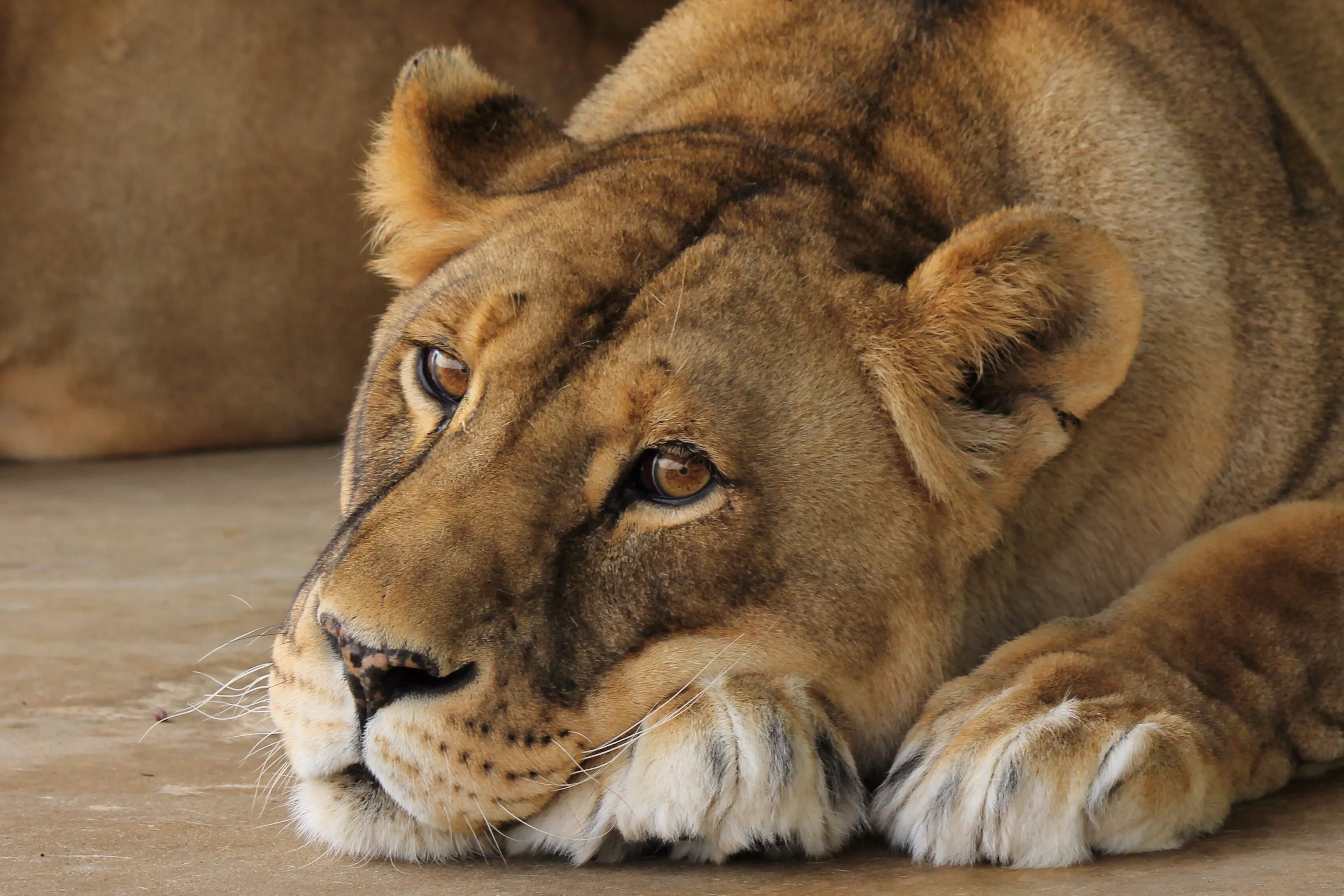 Lioness