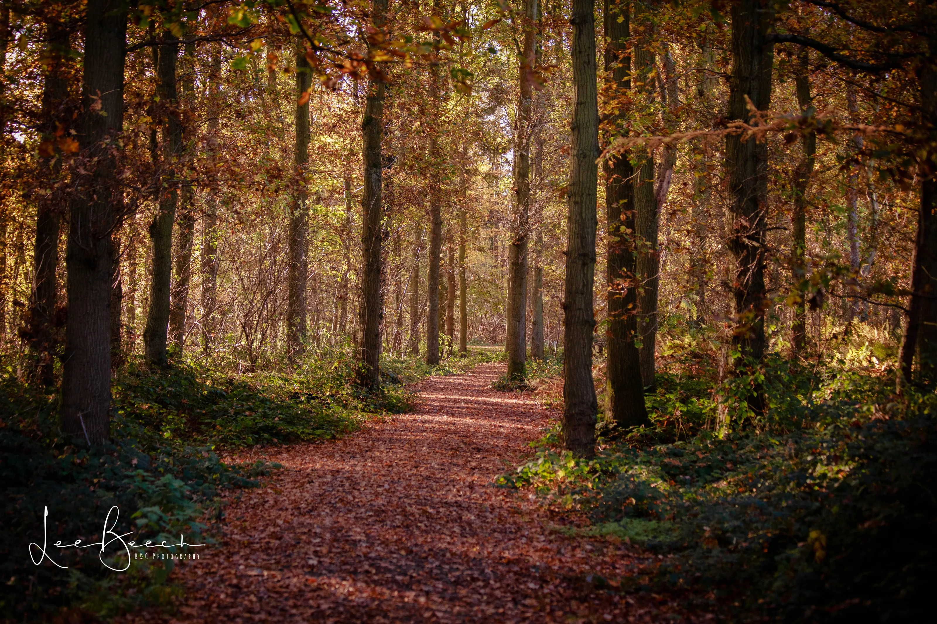 Walk in the woods