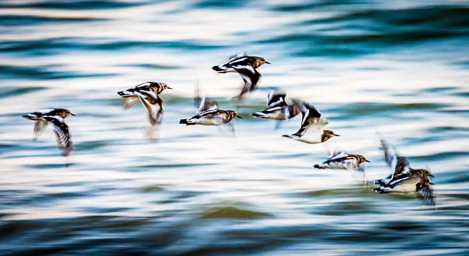 Turnstones