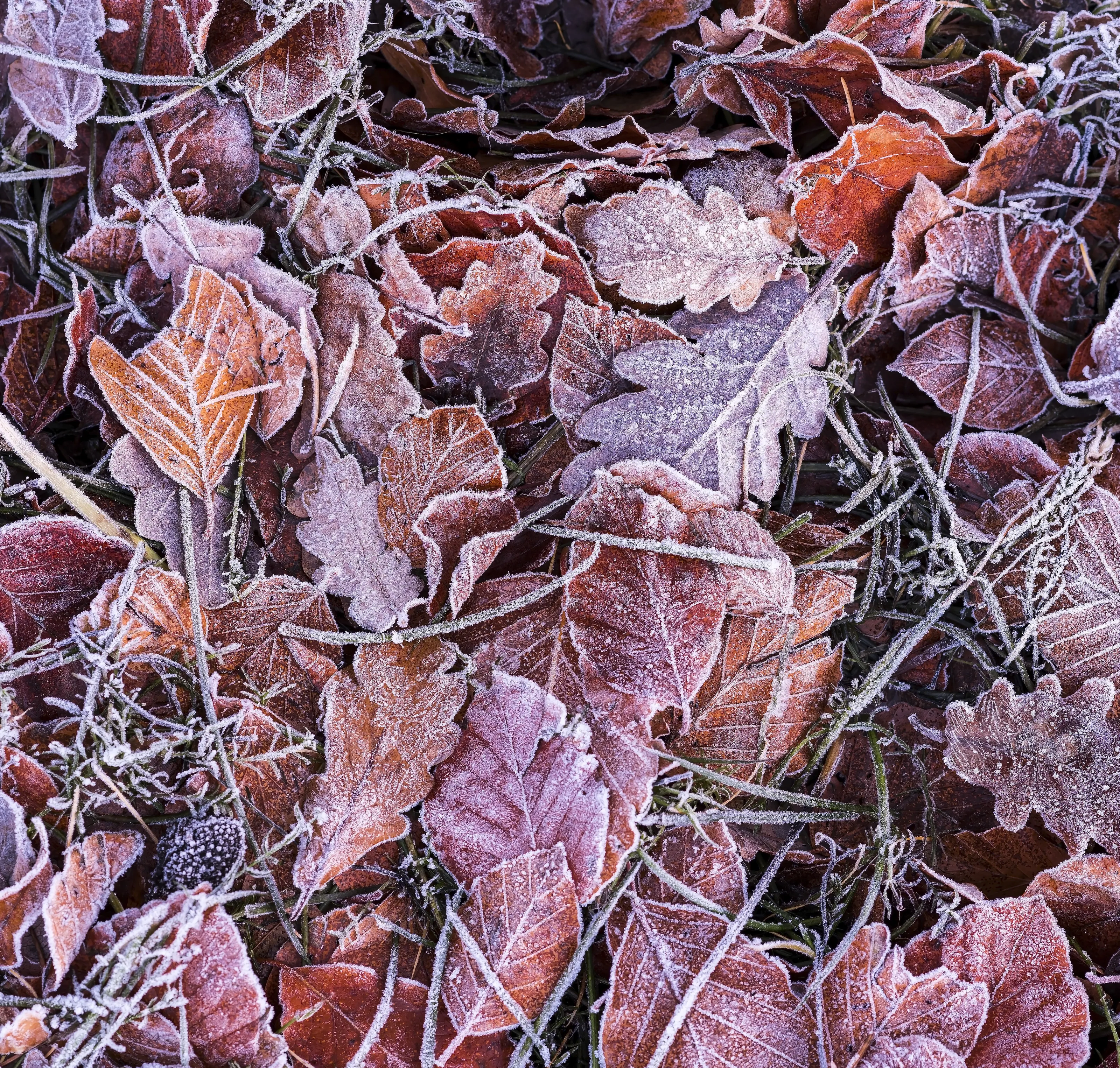 Frozen leaves