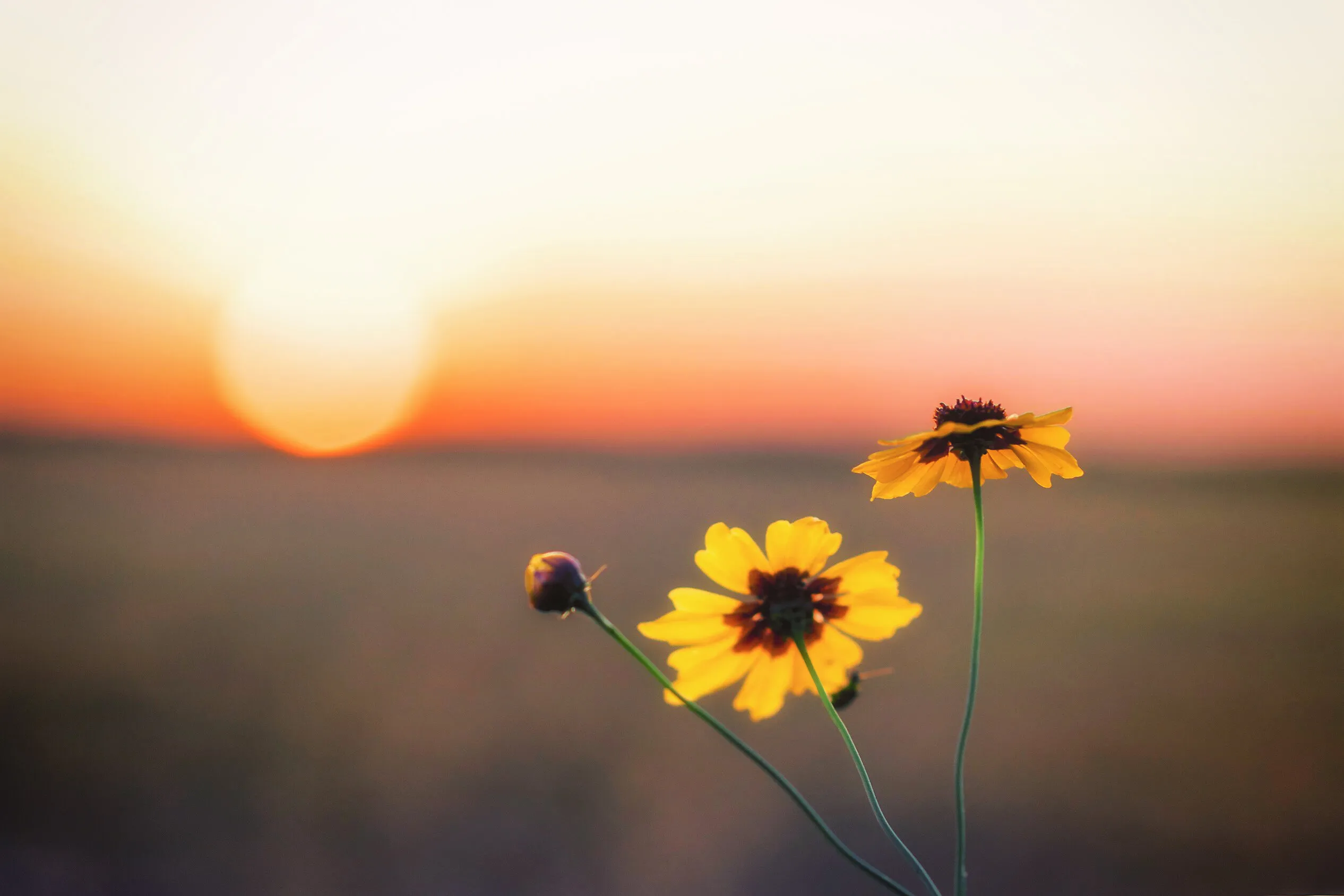 Paying Homage to the Sun