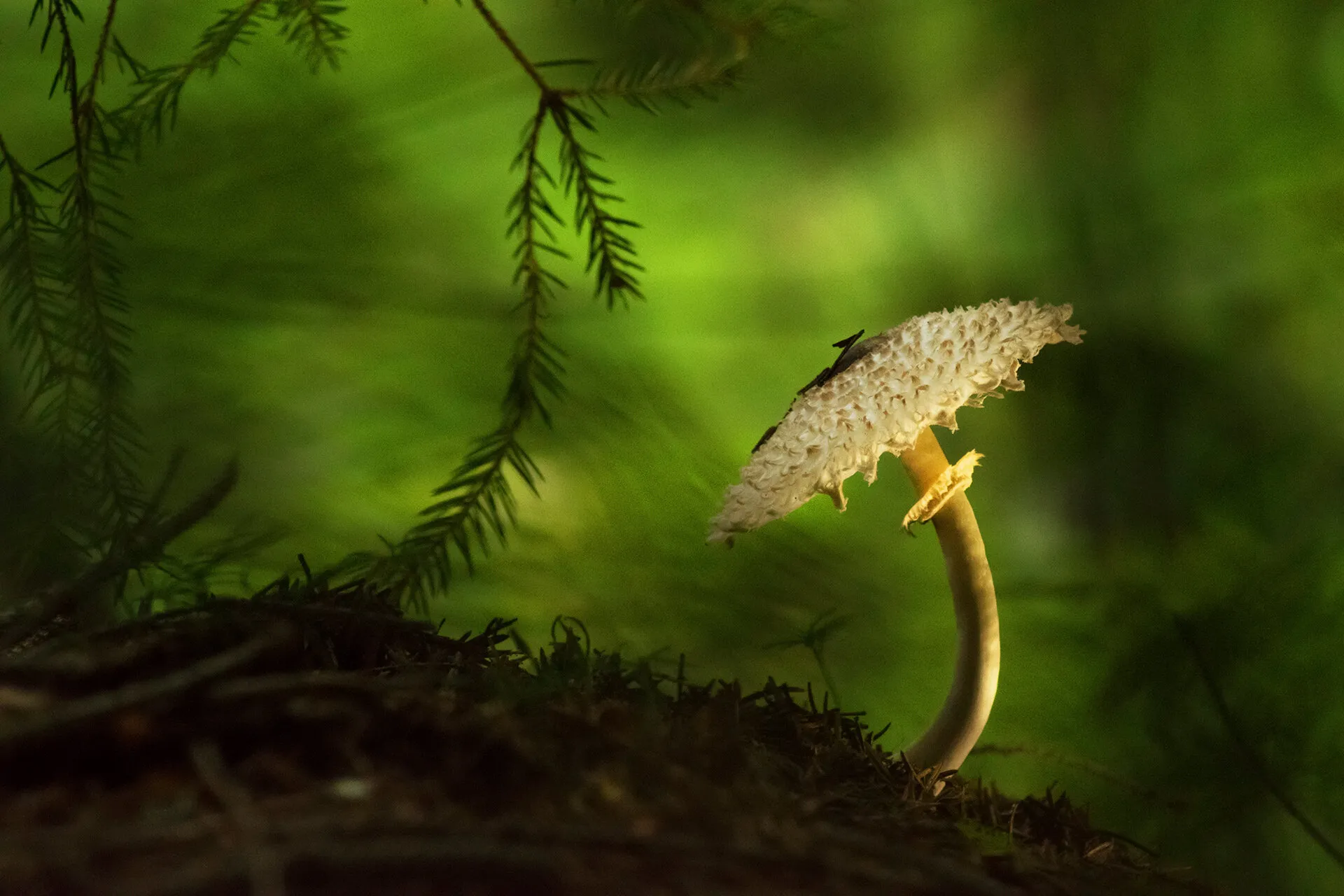 The tale of the parasol