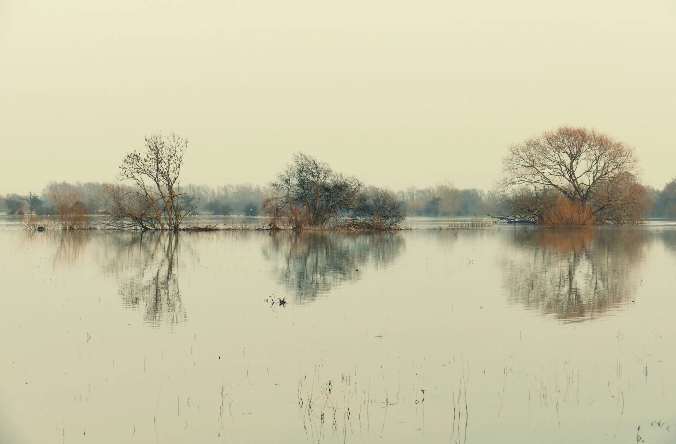 meadow marsh