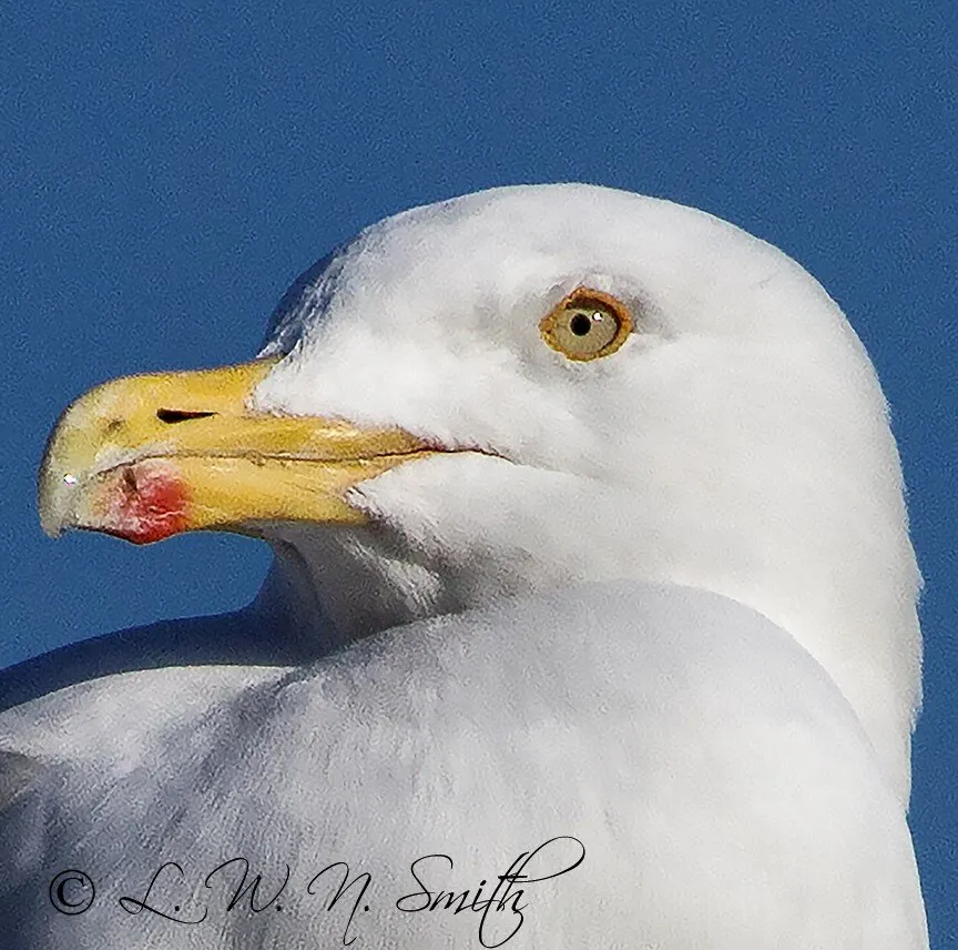 Beady eye