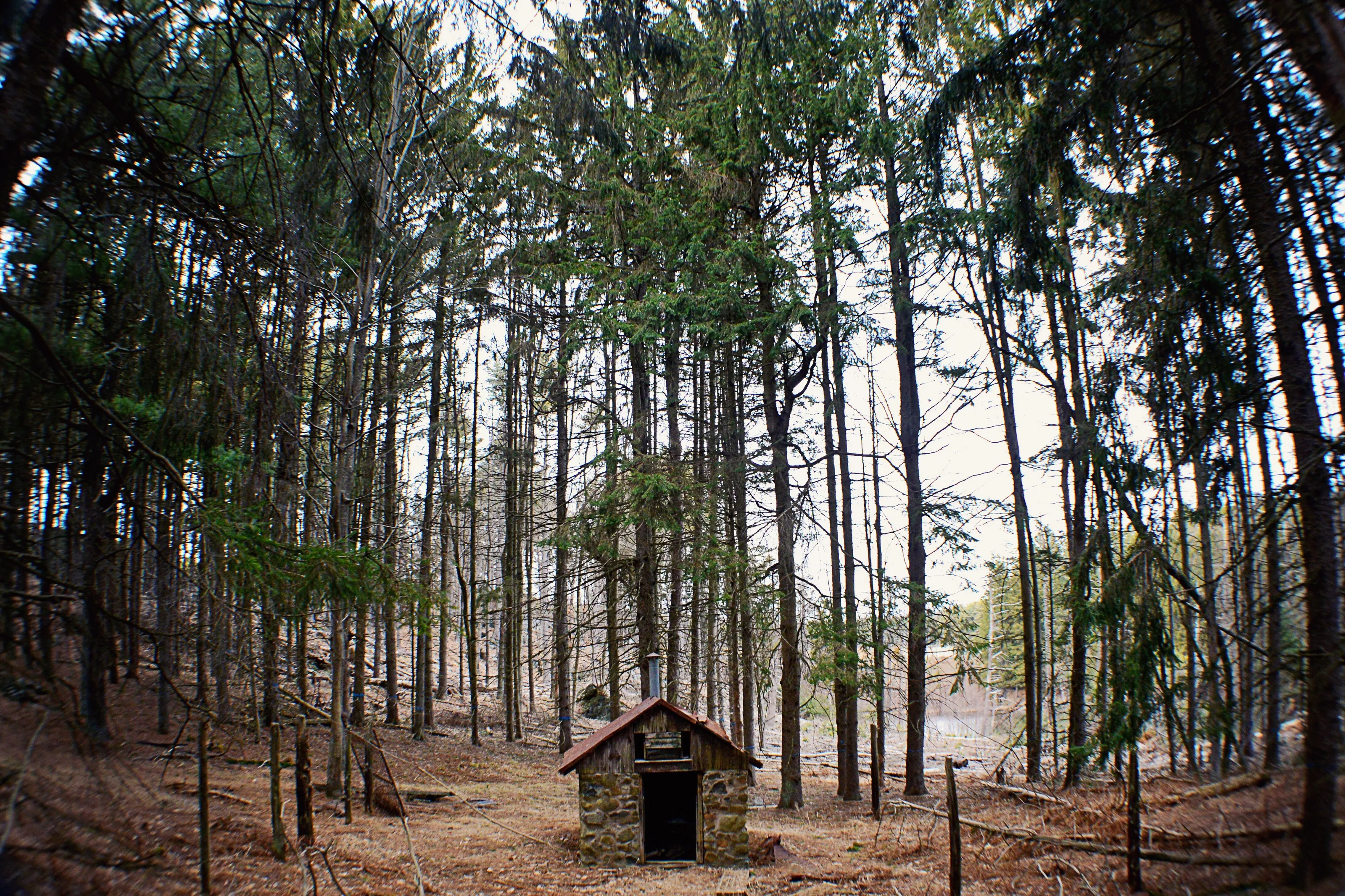 Cabin in the Woods