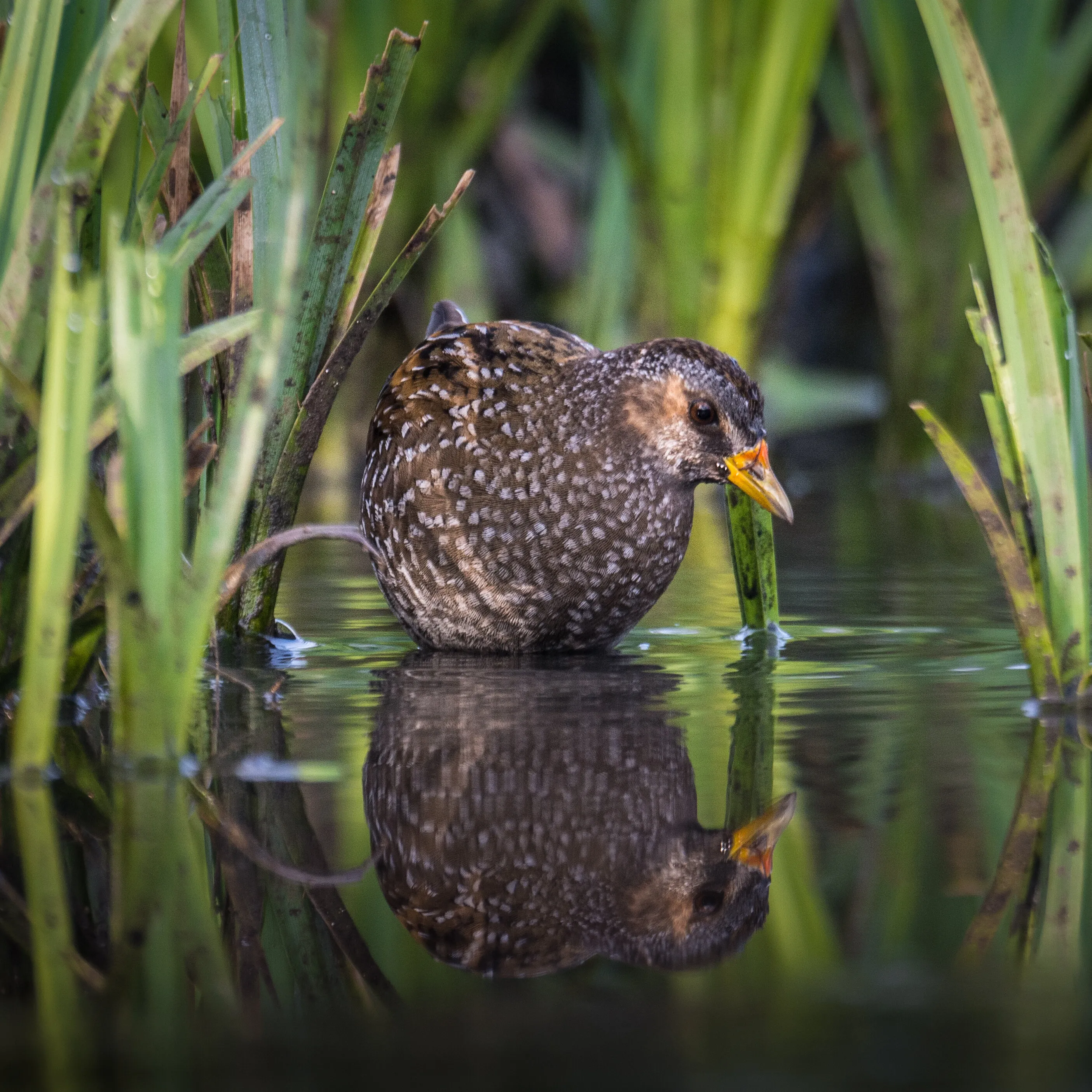 Spotted Crake