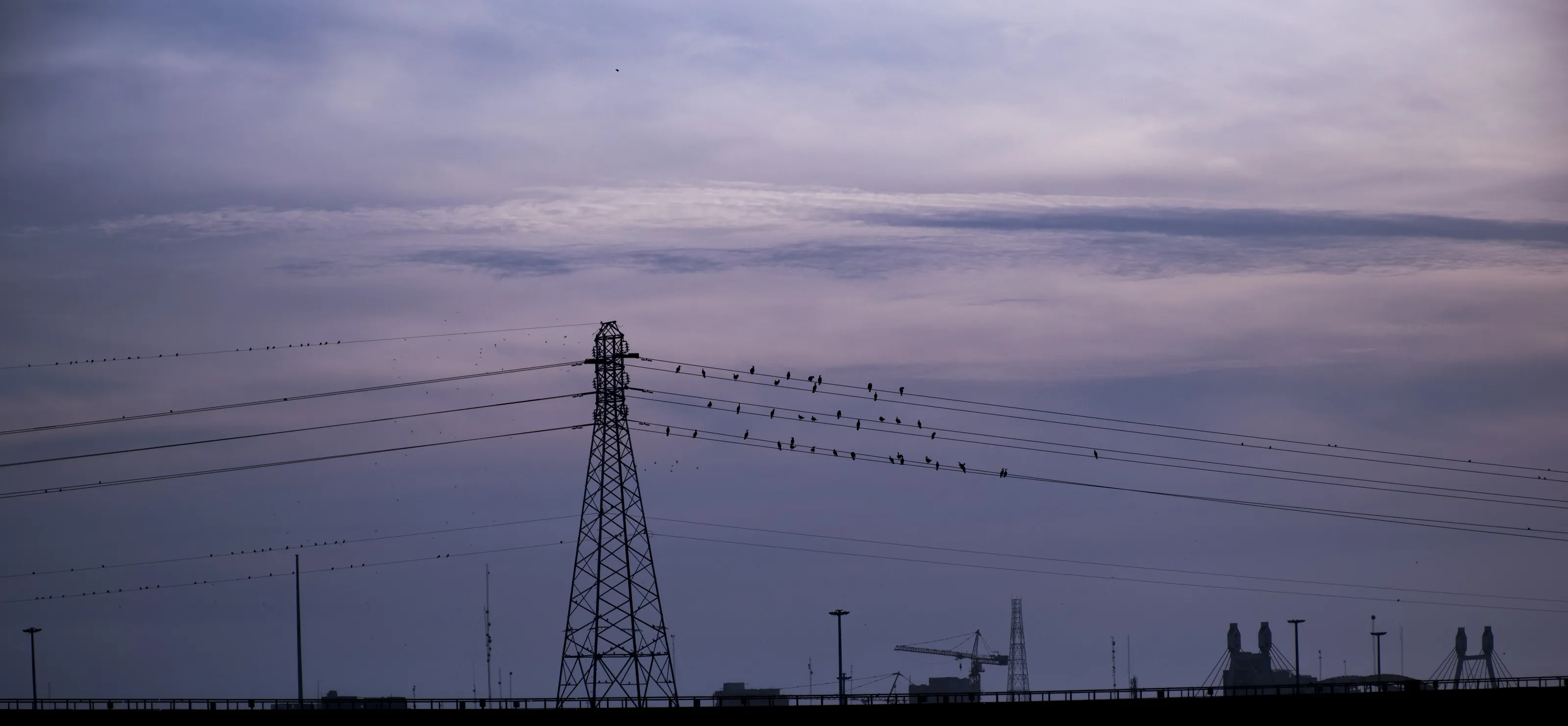 Immigrant birds