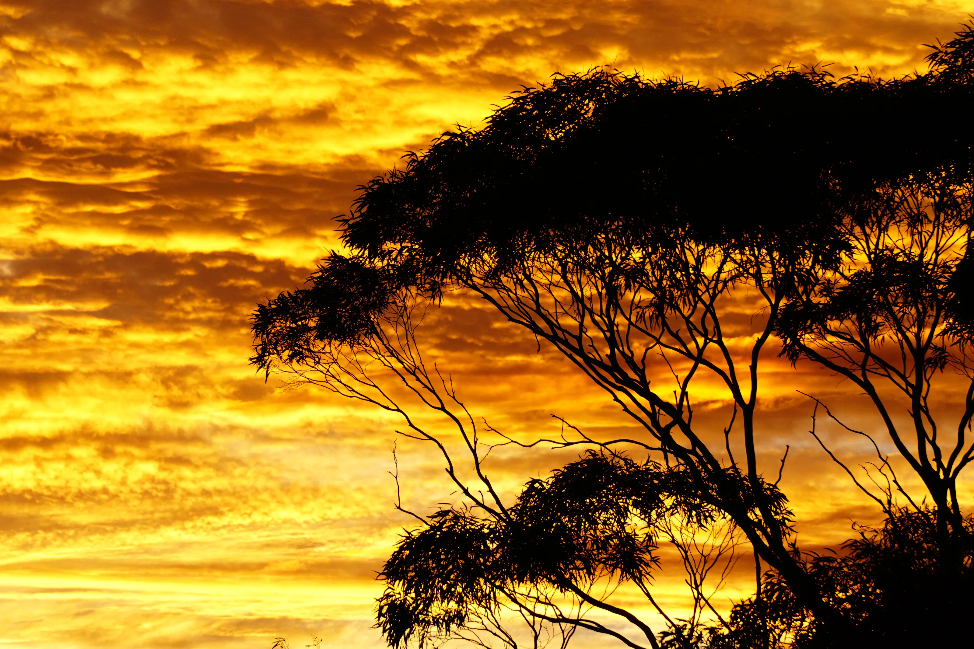 the fire in the sky