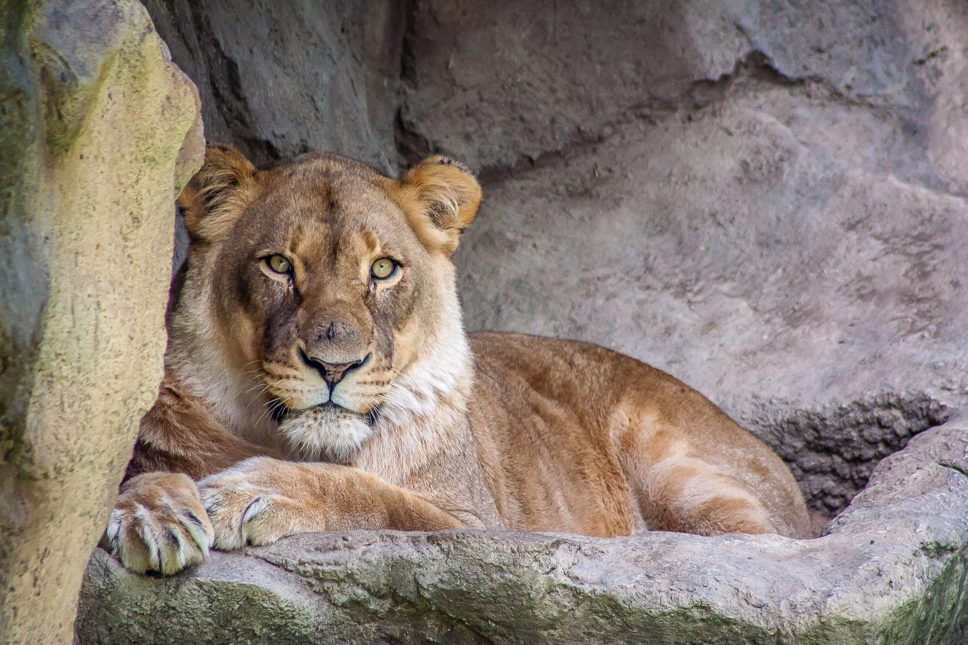 Lioness