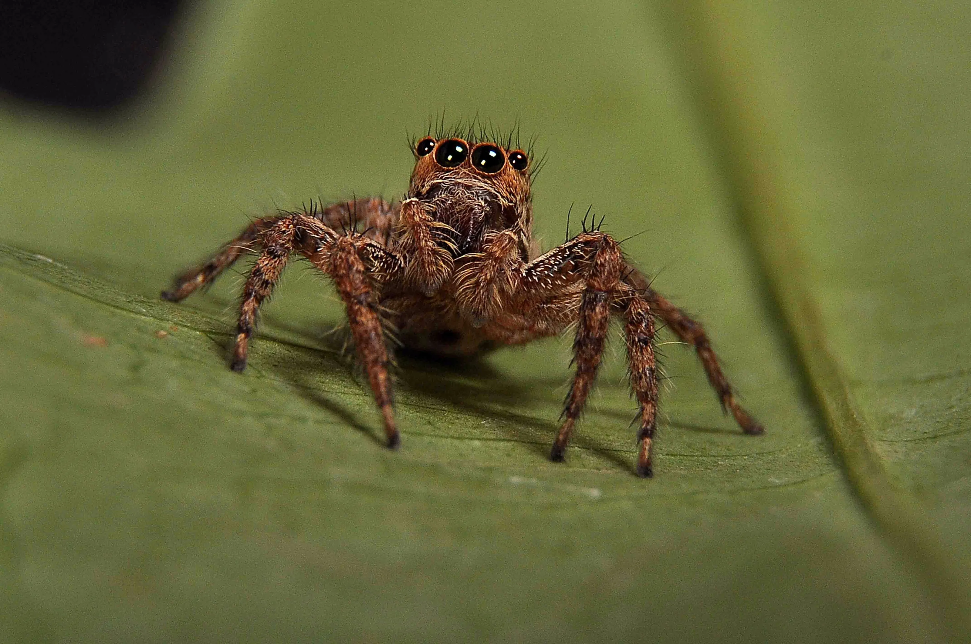 Spider.....