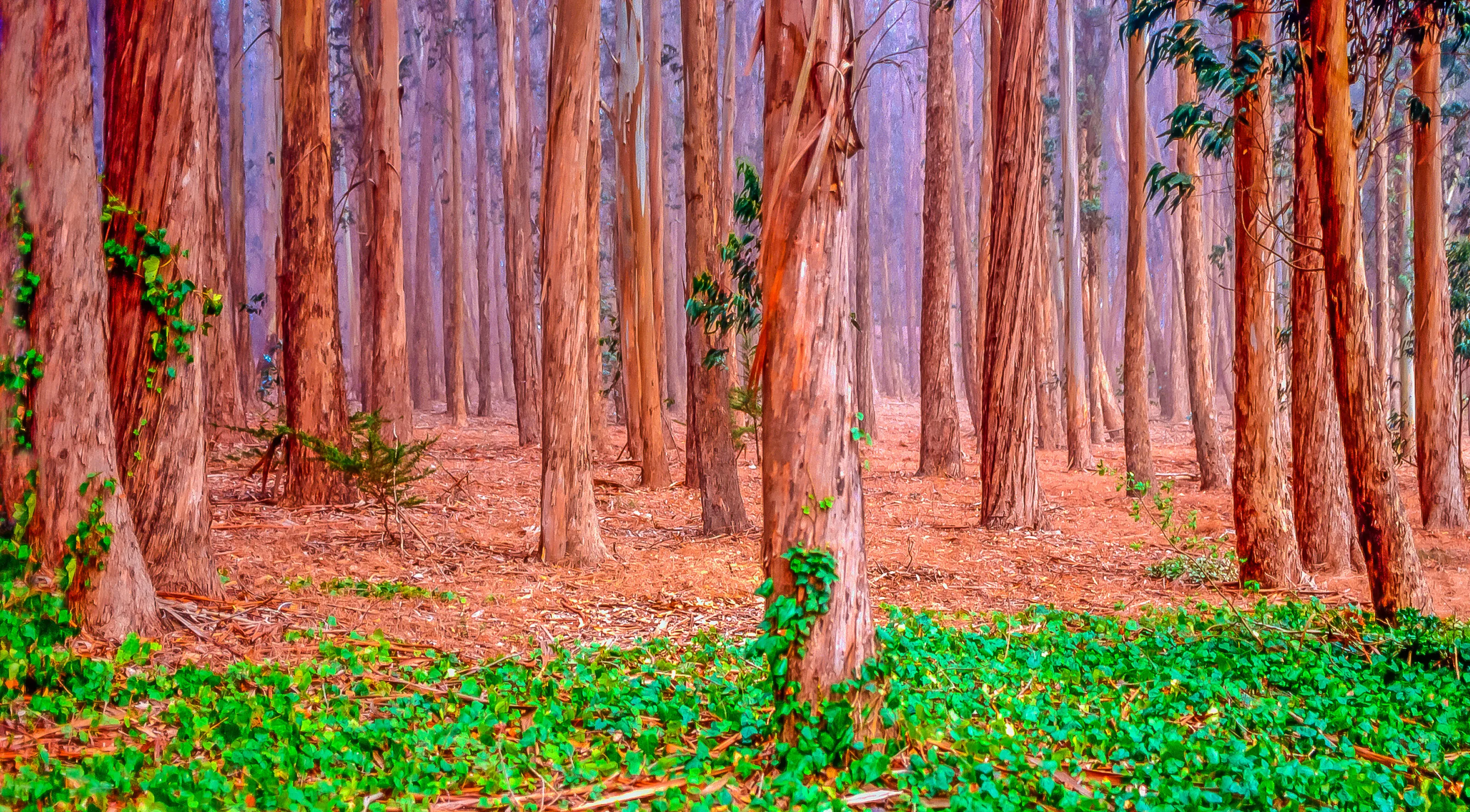 Eucalyptus Trees in the Fog