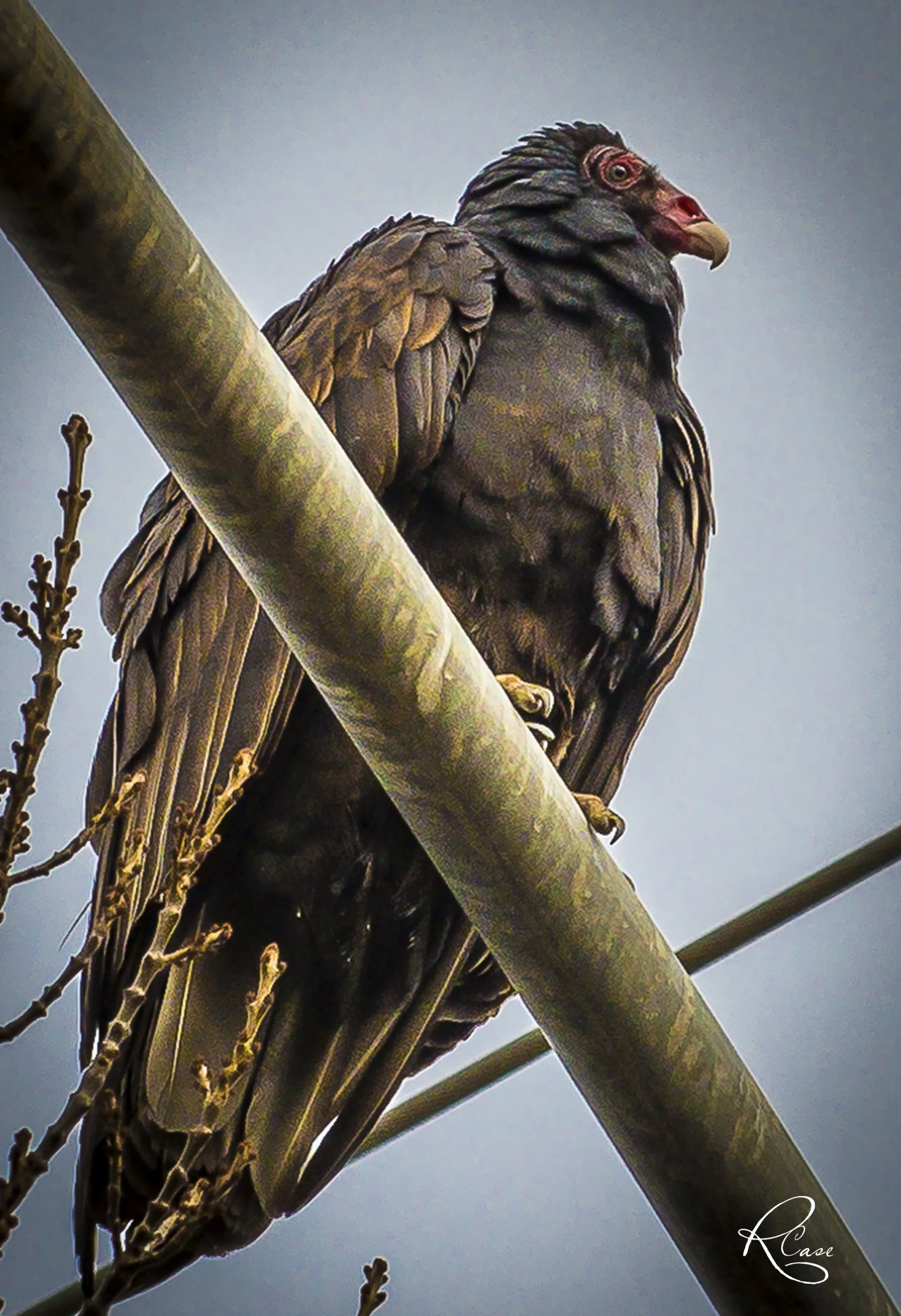 Turkey Vulture