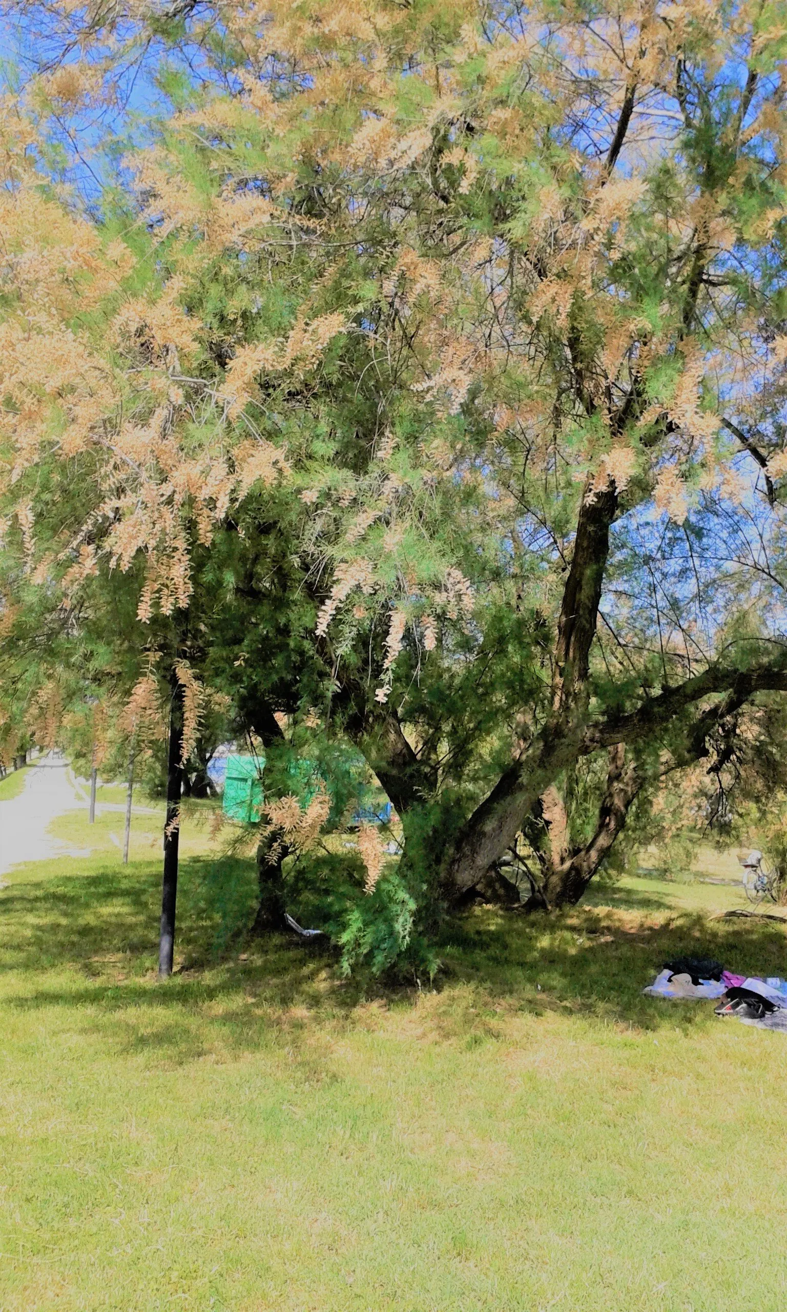 Robinia new age