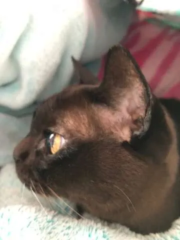 My Beautiful Burmese Cat