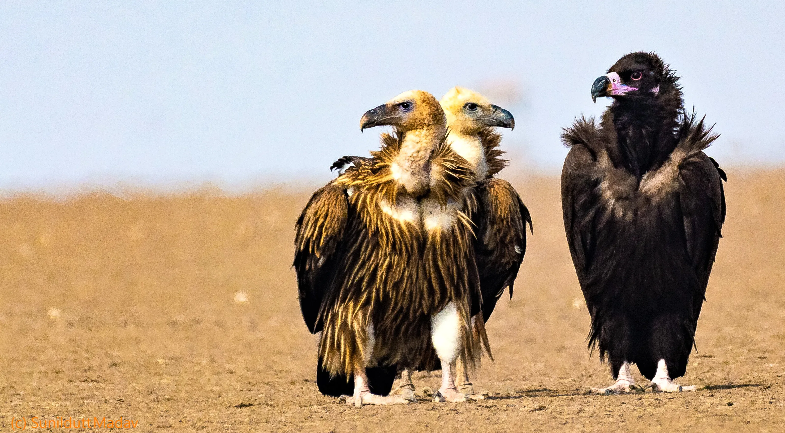Cinereous vulture
