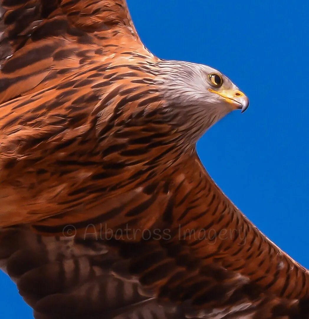 Red Kite