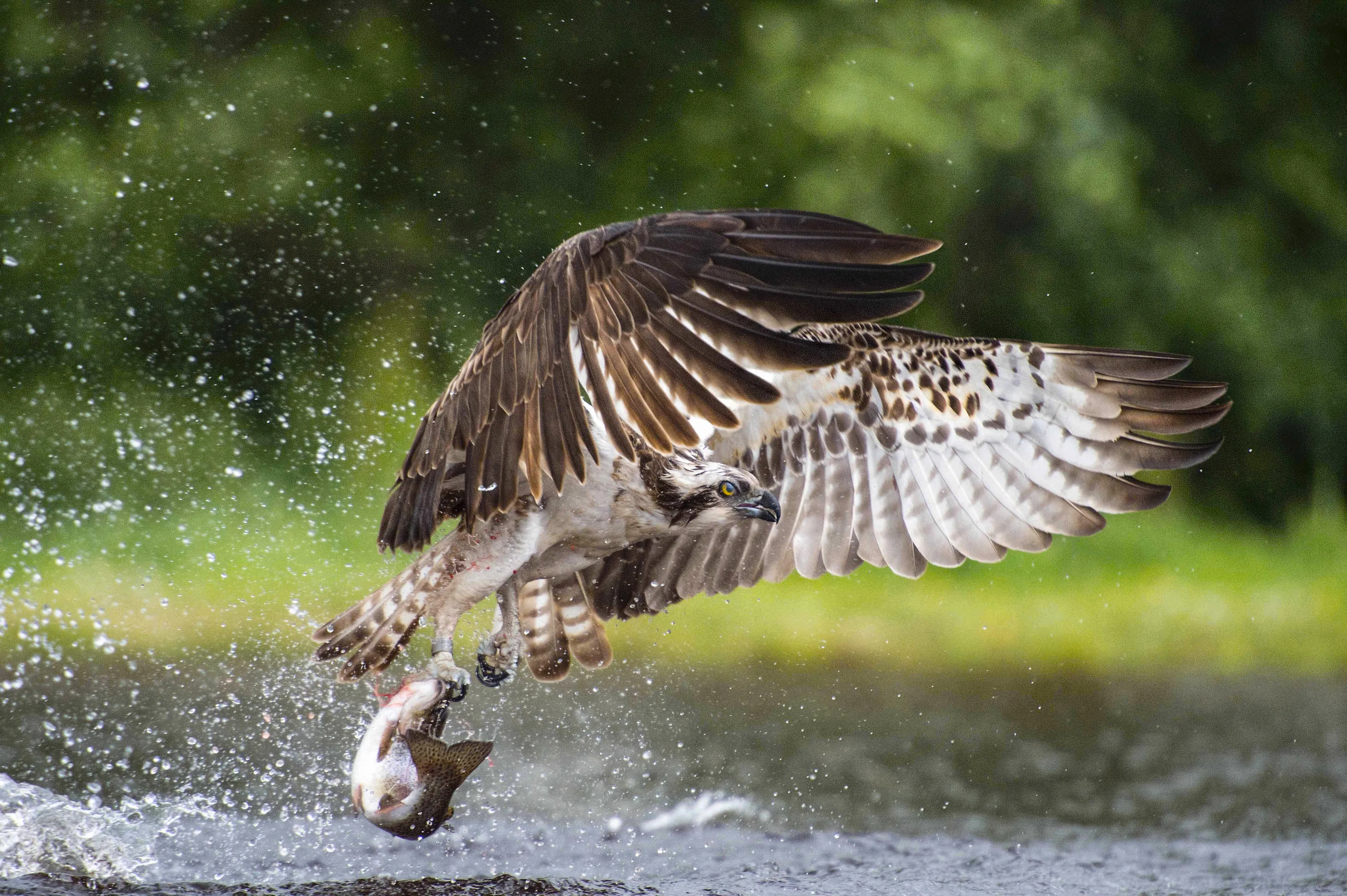 Fish Take Away